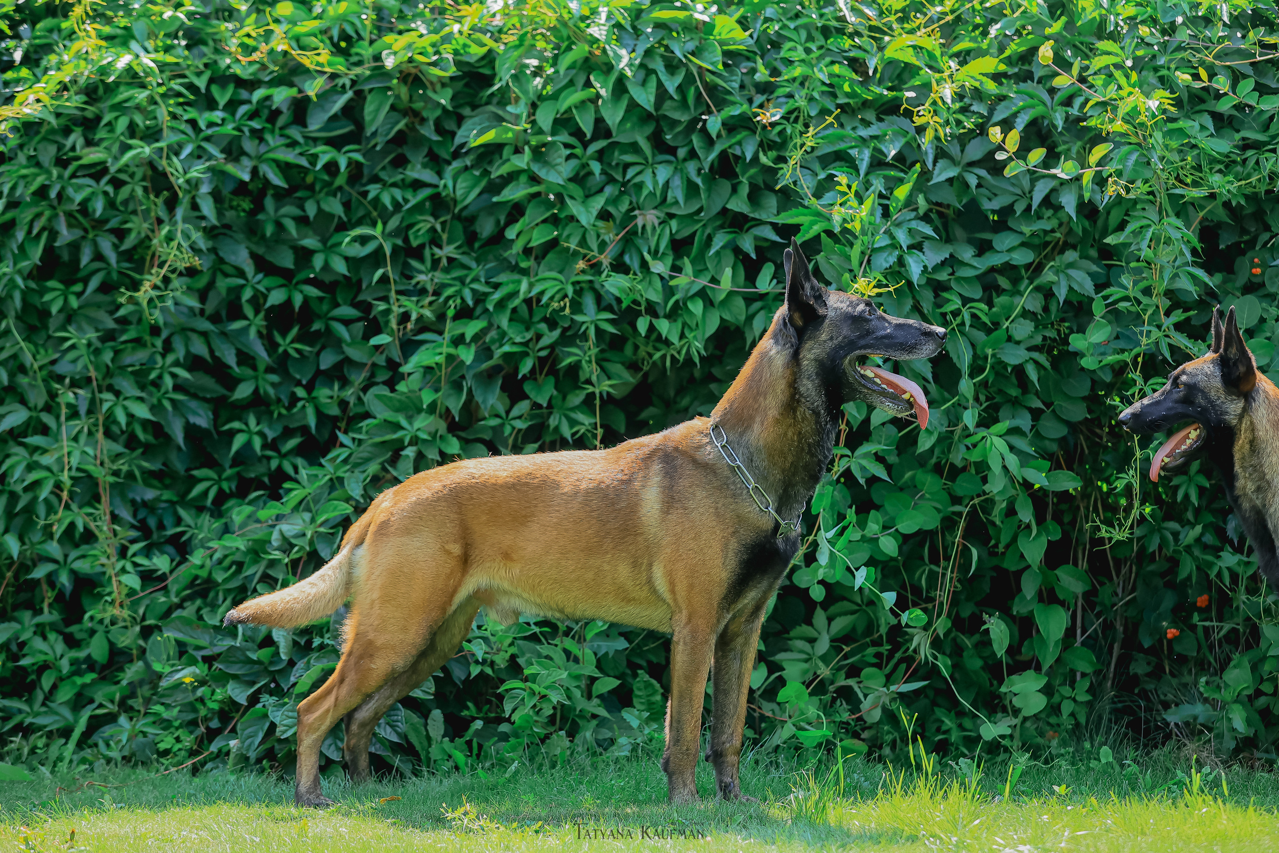 Фотосессия Малинуа. Фотограф Анималист из Новосибирска Татьяна Кауфман