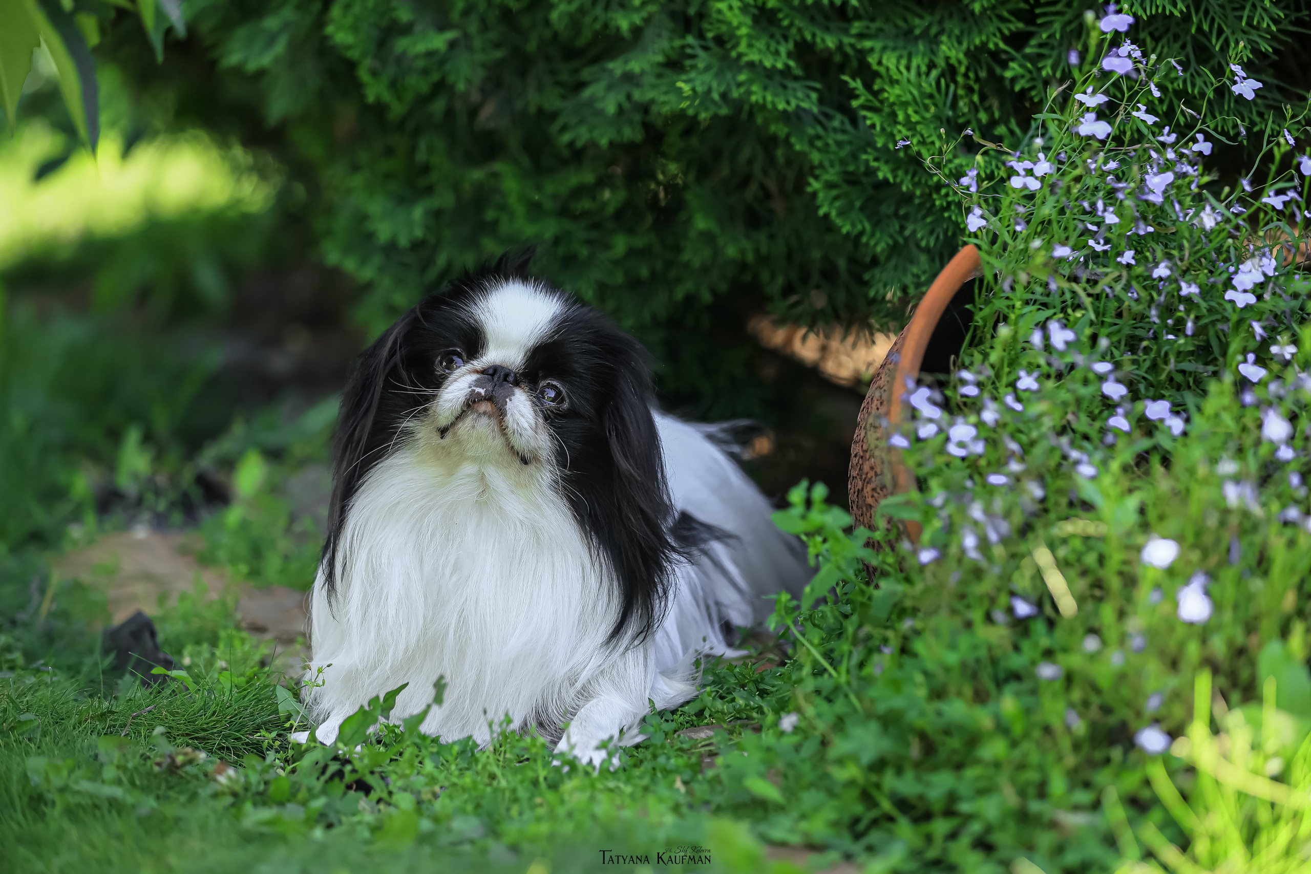 Японский хин, фотография японский хин, собака в цветах, красивая собака, фотограф анималист, фотокурс Анималистика, научиться фотографировать собак, фотограф Новосибирск