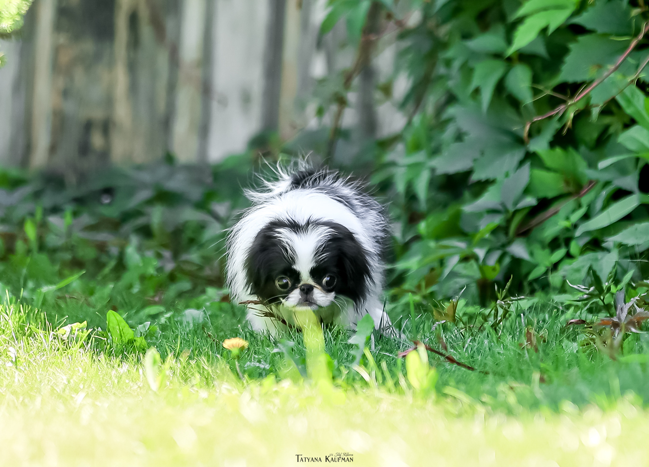 Японский хин, фотография японский хин, собака в цветах, красивая собака, фотограф анималист, фотокурс Анималистика, научиться фотографировать собак, фотограф Новосибирск