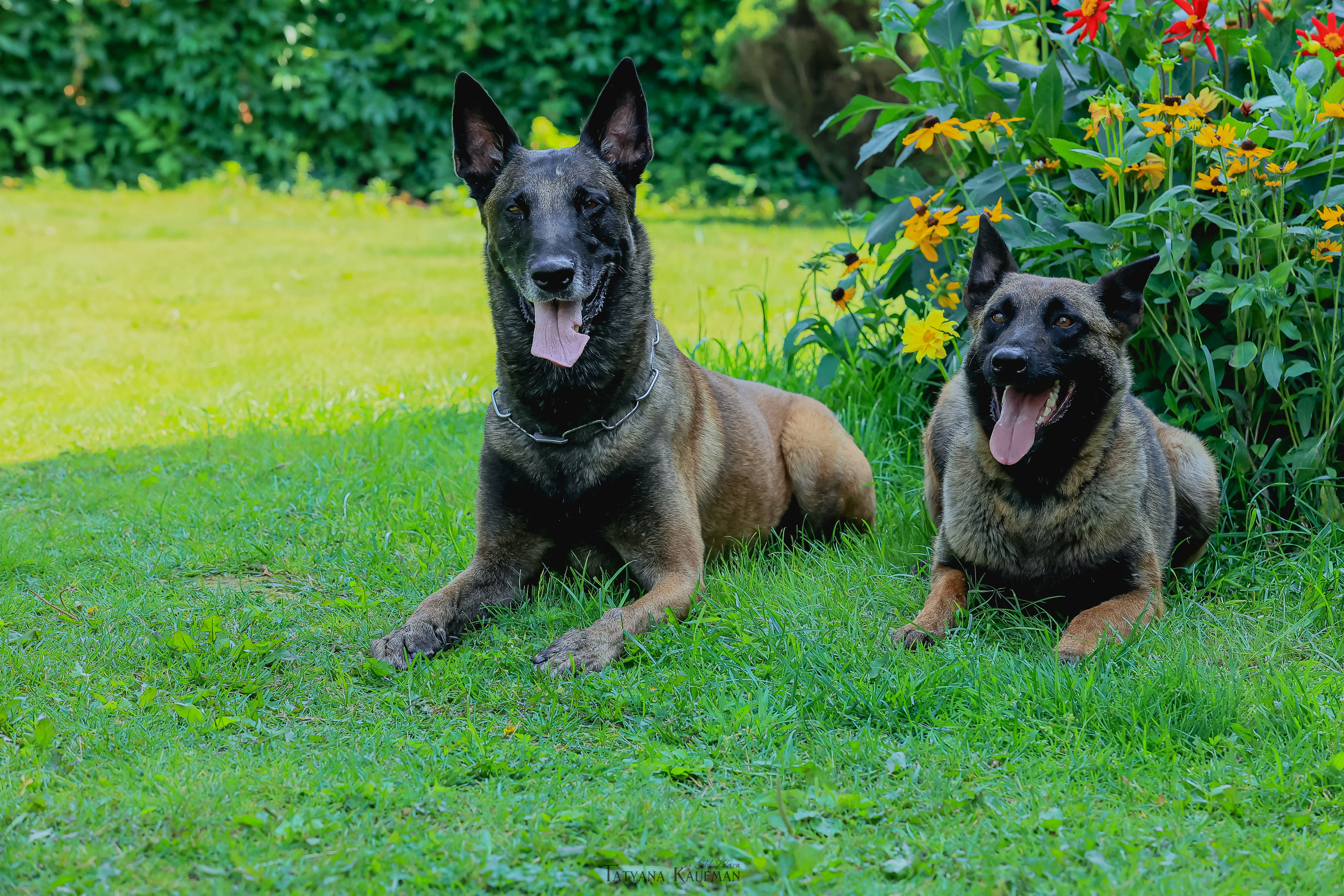 Фотосессия Малинуа. Фотограф Анималист из Новосибирска Татьяна Кауфман