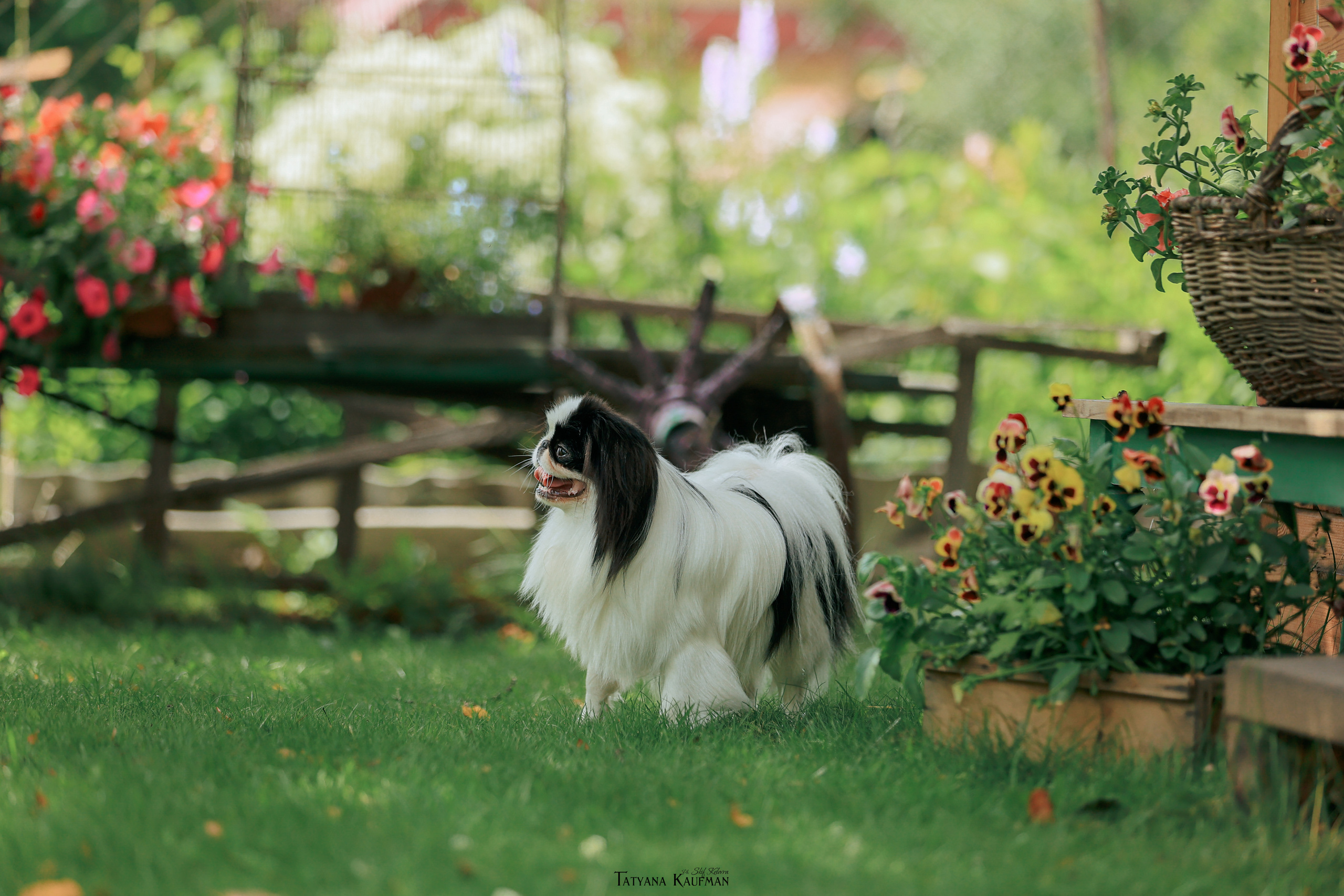 Фотосъемка японских хинов. Фотограф Анималист из Новосибирска Татьяна Кауфман