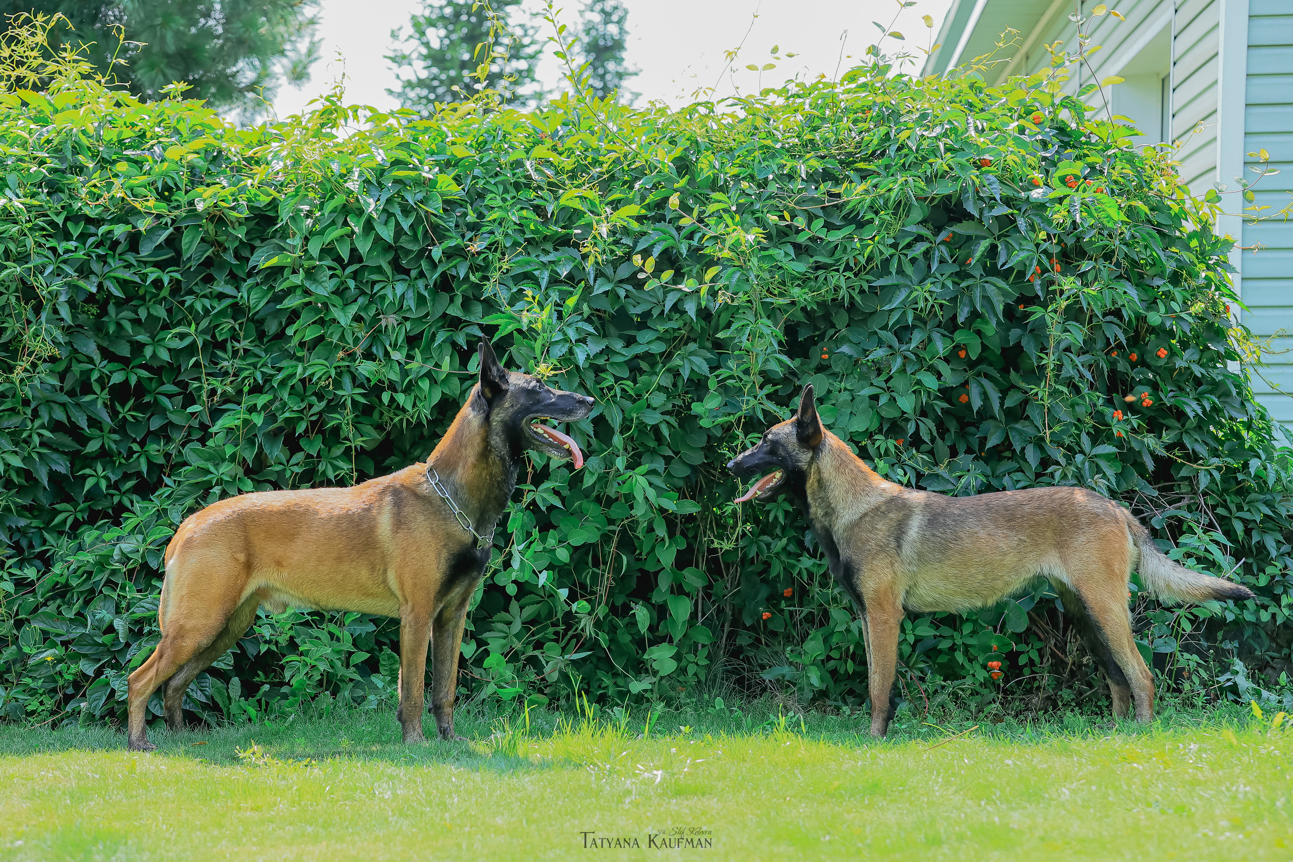 Фотосессия Малинуа. Фотограф Анималист из Новосибирска Татьяна Кауфман