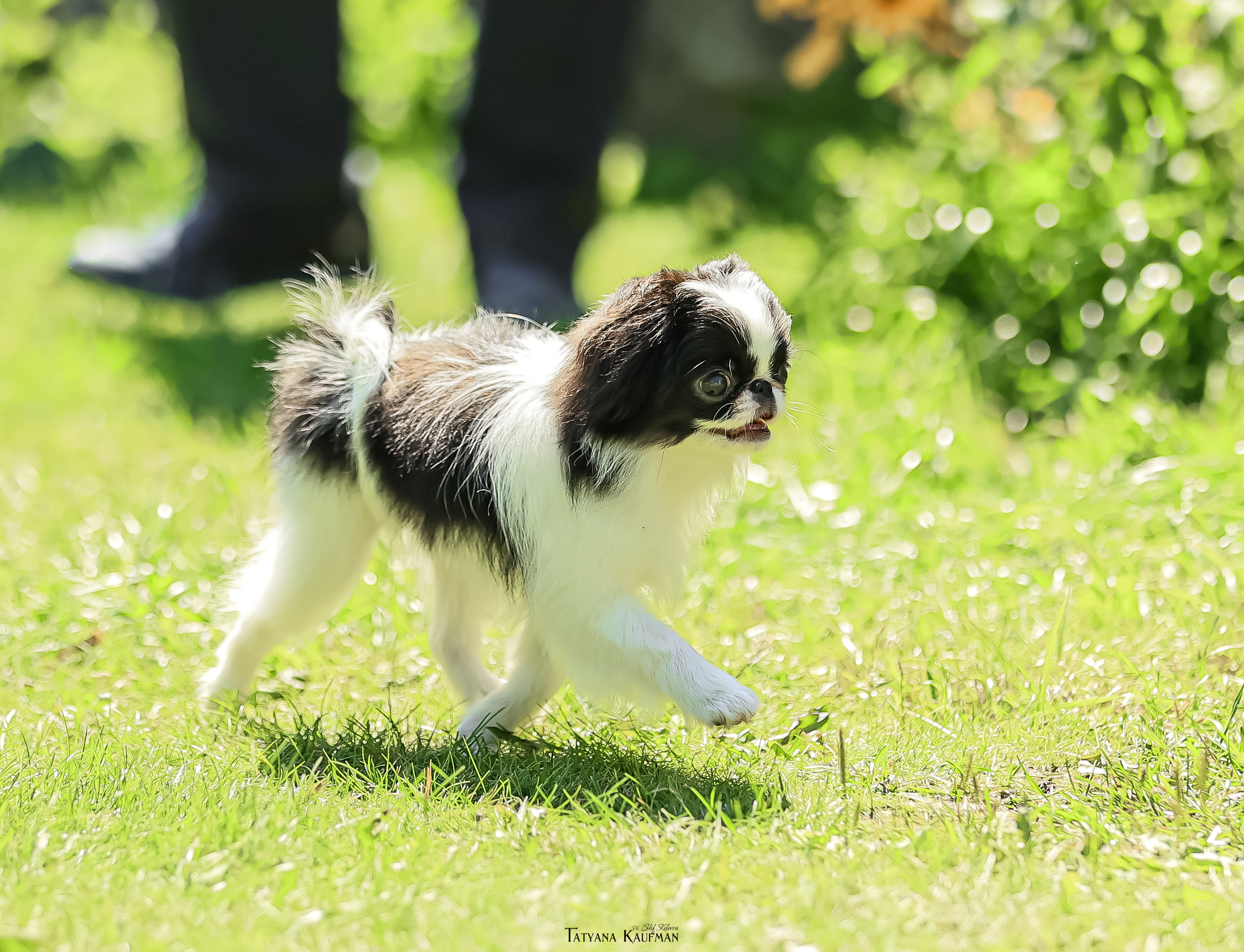 Японский хин, фотография японский хин, собака в цветах, красивая собака, фотограф анималист, фотокурс Анималистика, научиться фотографировать собак, фотограф Новосибирск