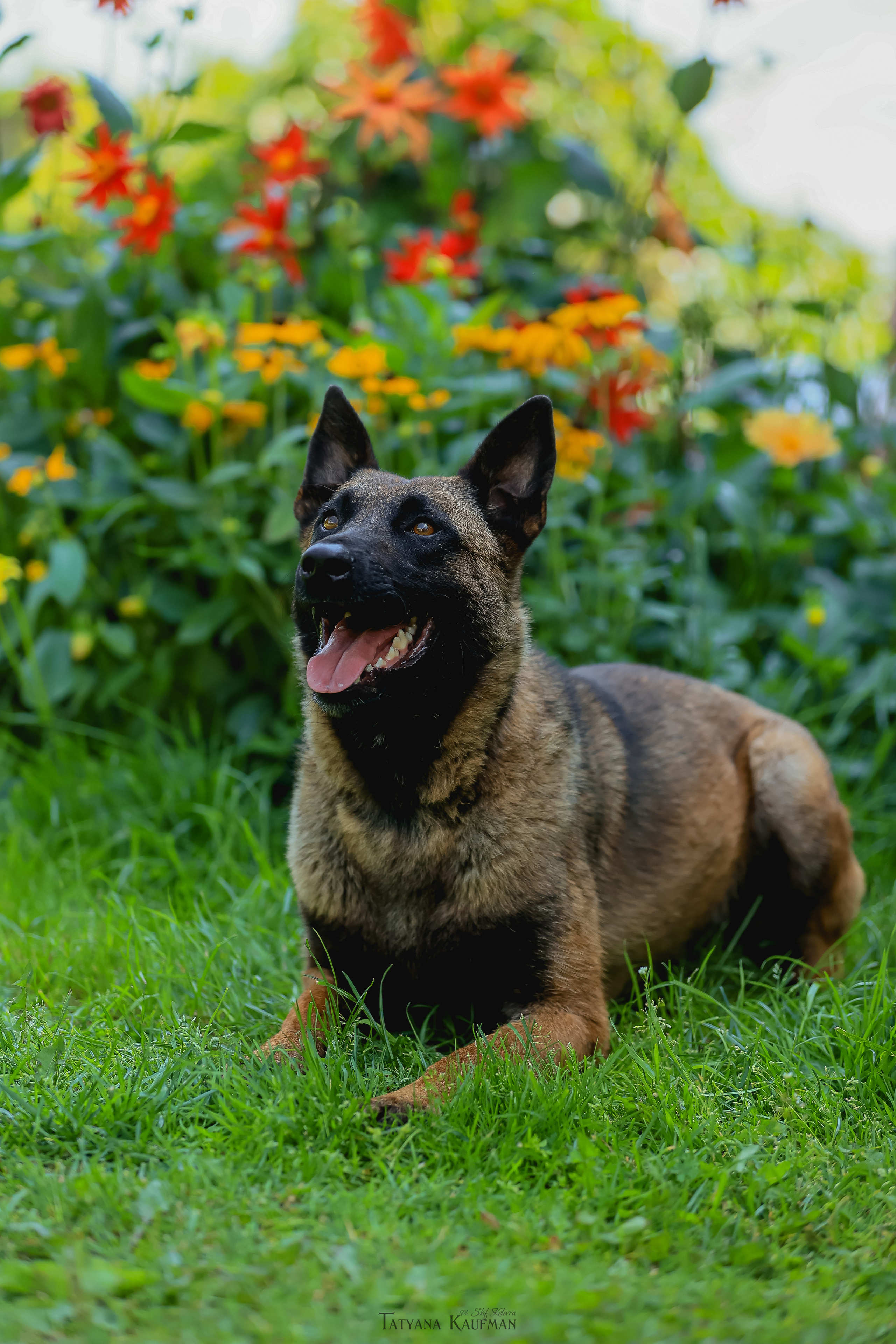 Фотосессия Малинуа. Фотограф Анималист из Новосибирска Татьяна Кауфман