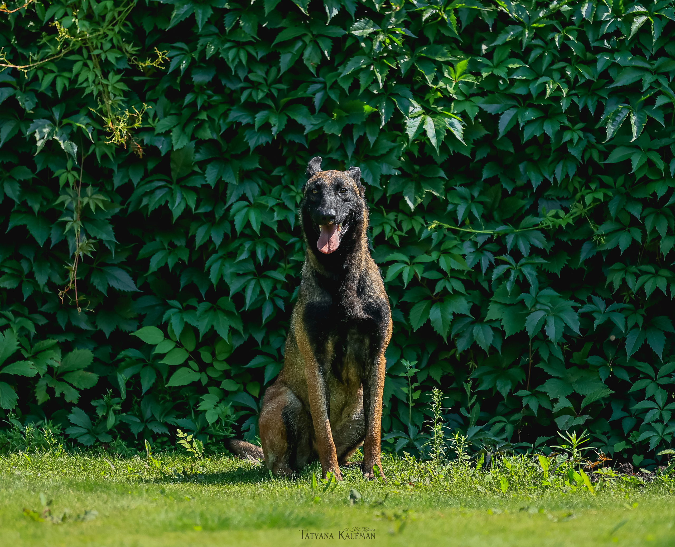 Фотосессия Малинуа. Фотограф Анималист из Новосибирска Татьяна Кауфман