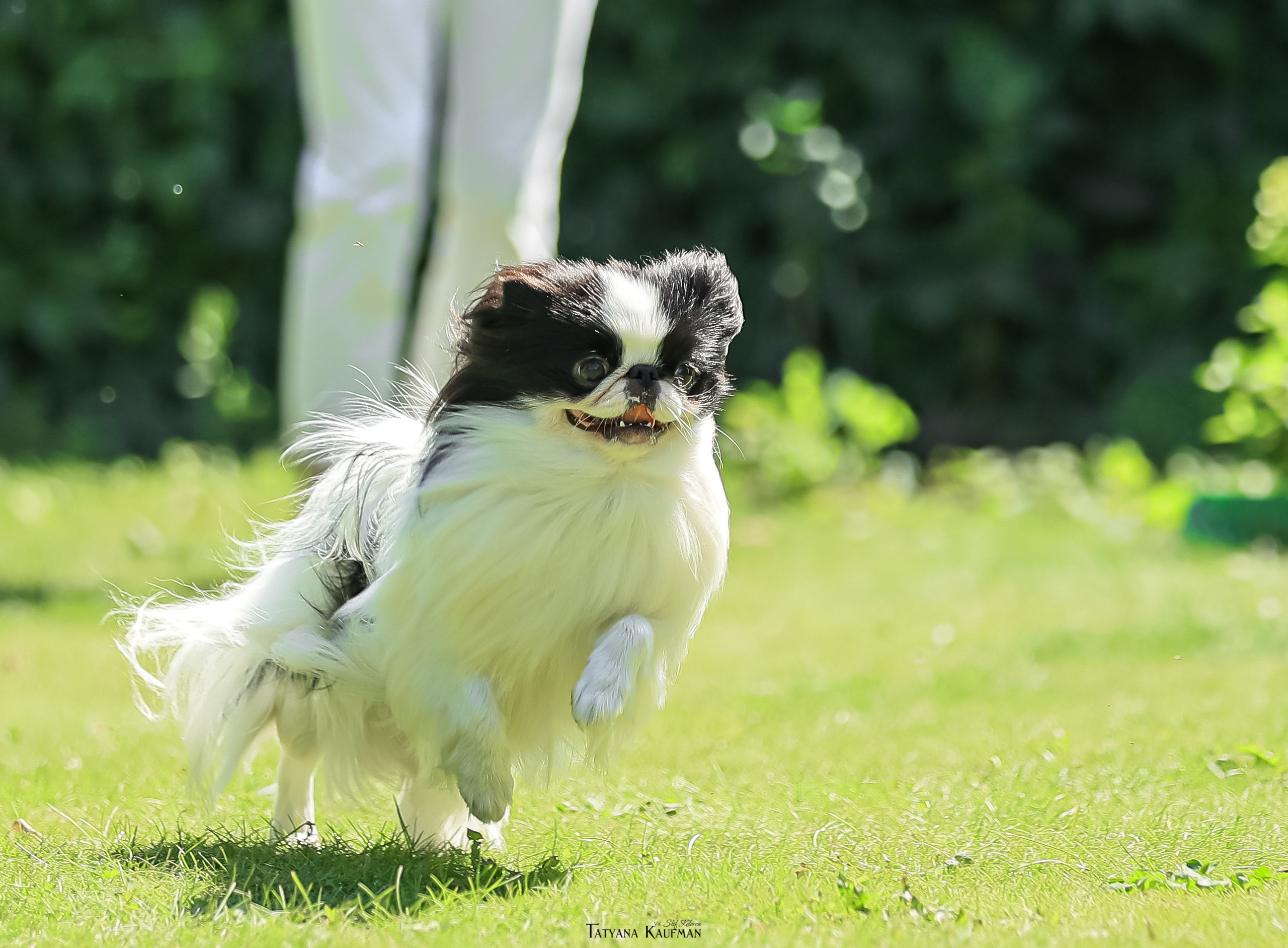 Японский хин, фотография японский хин, собака в цветах, красивая собака, фотограф анималист, фотокурс Анималистика, научиться фотографировать собак, фотограф Новосибирск
