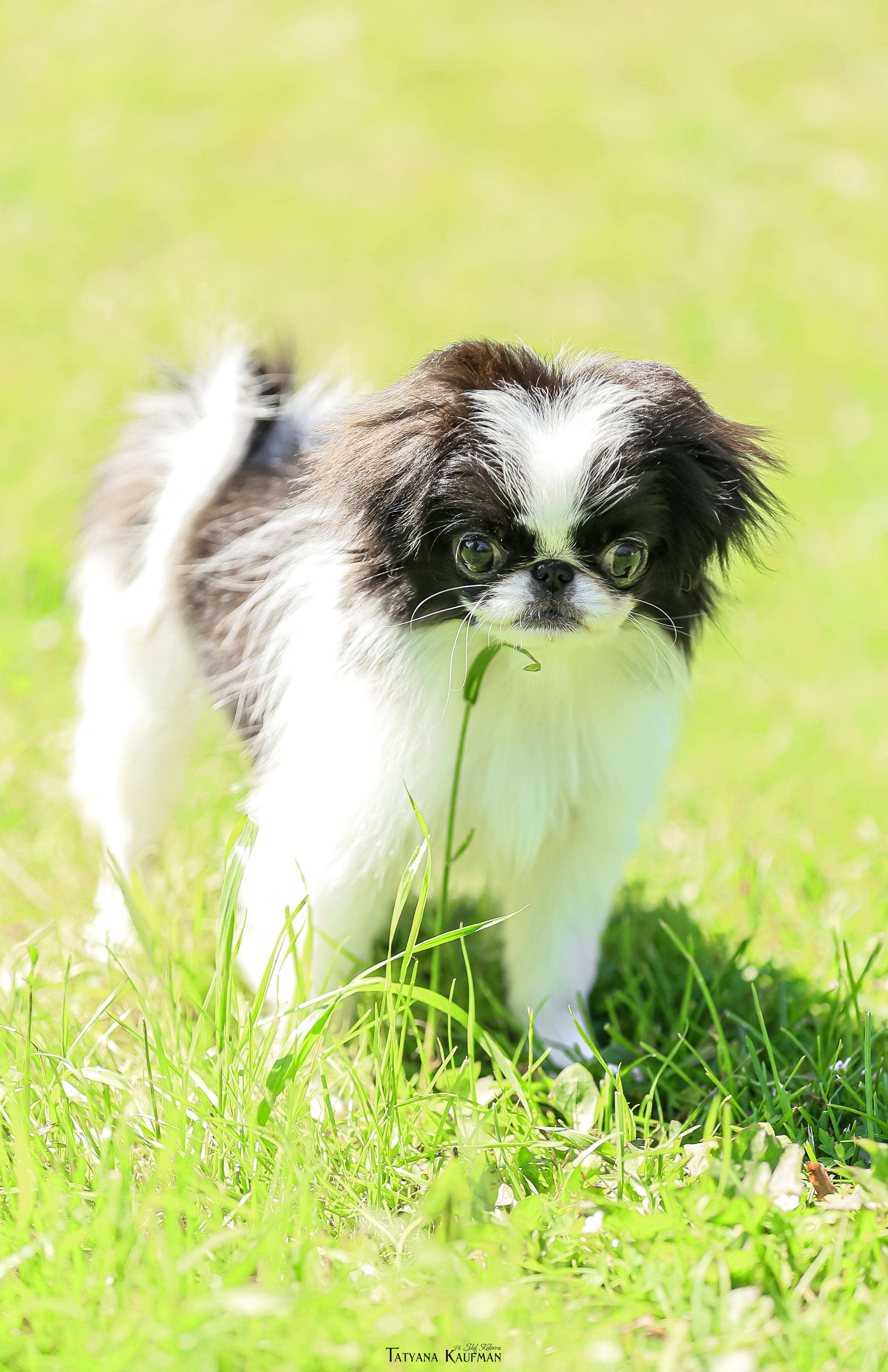 Японский хин, фотография японский хин, собака в цветах, красивая собака, фотограф анималист, фотокурс Анималистика, научиться фотографировать собак, фотограф Новосибирск