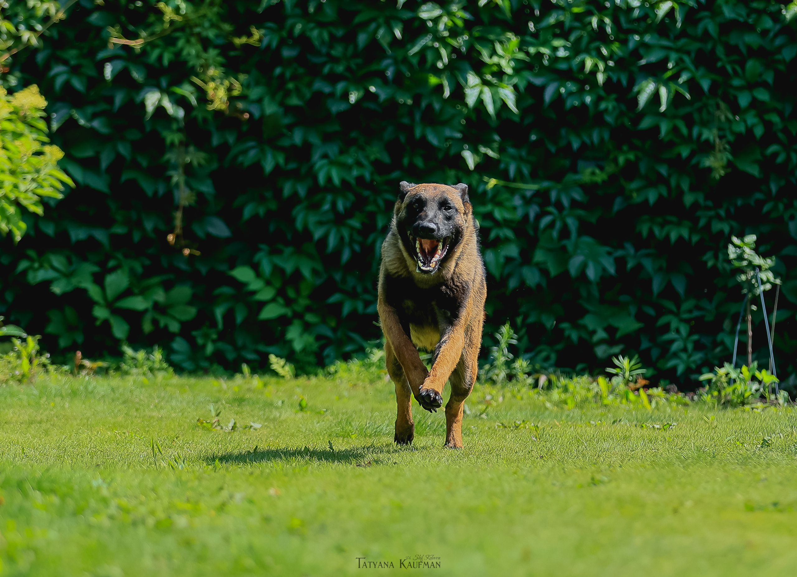 Фотосессия Малинуа. Фотограф Анималист из Новосибирска Татьяна Кауфман