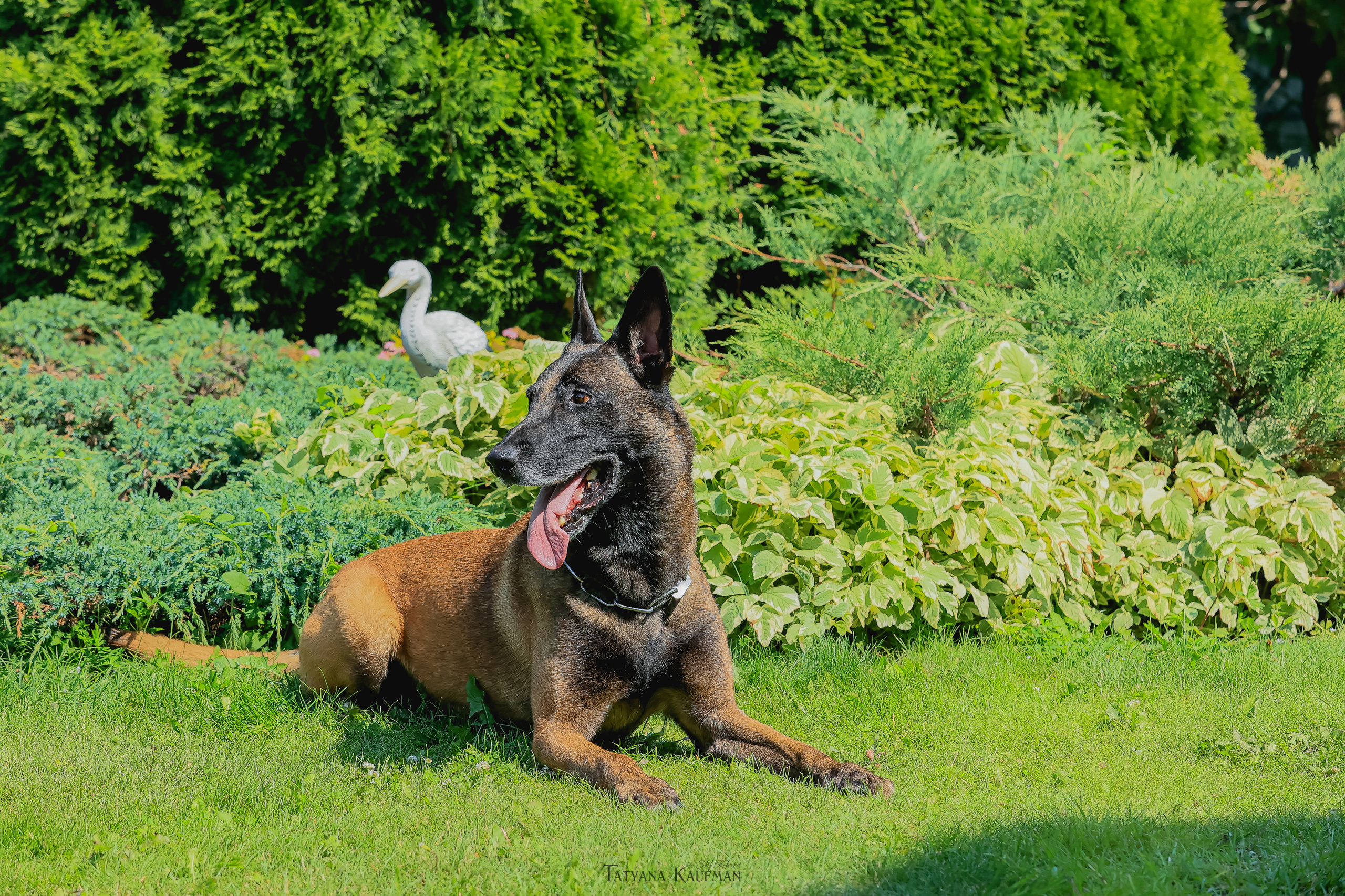 Фотосессия Малинуа. Фотограф Анималист из Новосибирска Татьяна Кауфман