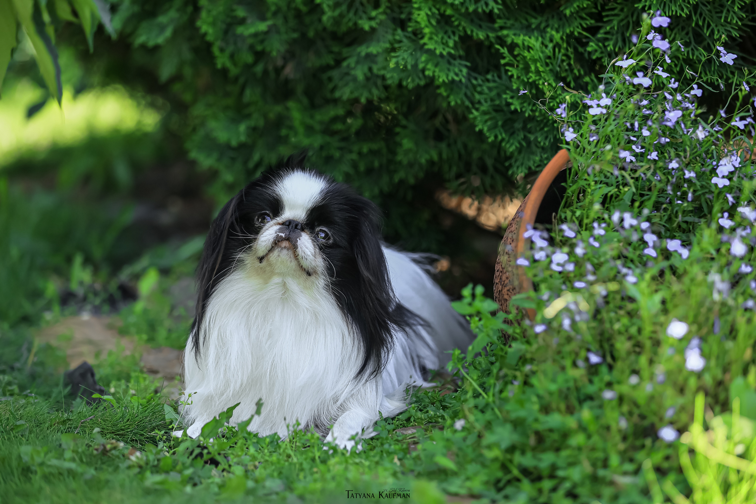 Японский хин, фотография японский хин, собака в цветах, красивая собака, фотограф анималист, фотокурс Анималистика, научиться фотографировать собак, фотограф Новосибирск