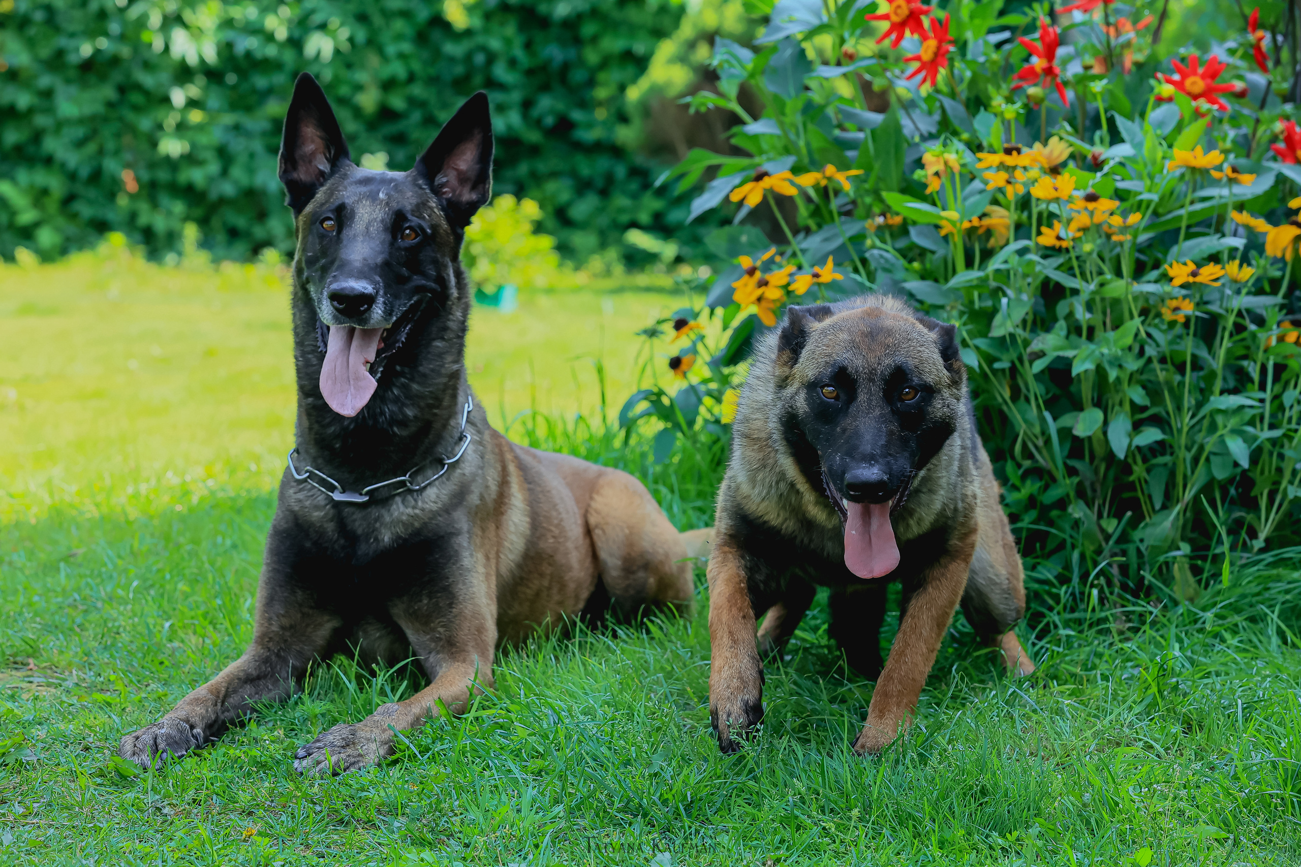 Фотосессия Малинуа. Фотограф Анималист из Новосибирска Татьяна Кауфман