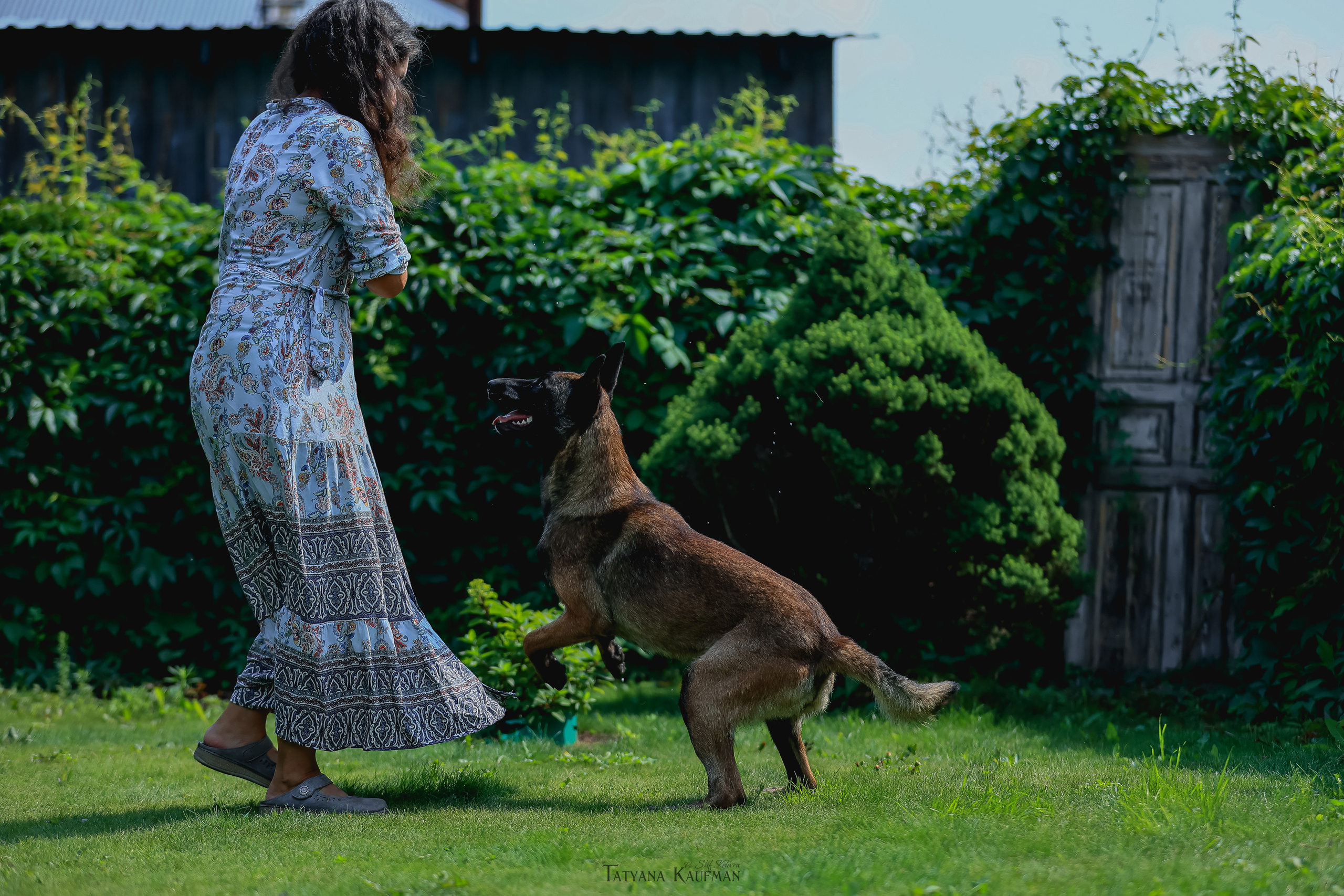 Фотосессия Малинуа. Фотограф Анималист из Новосибирска Татьяна Кауфман