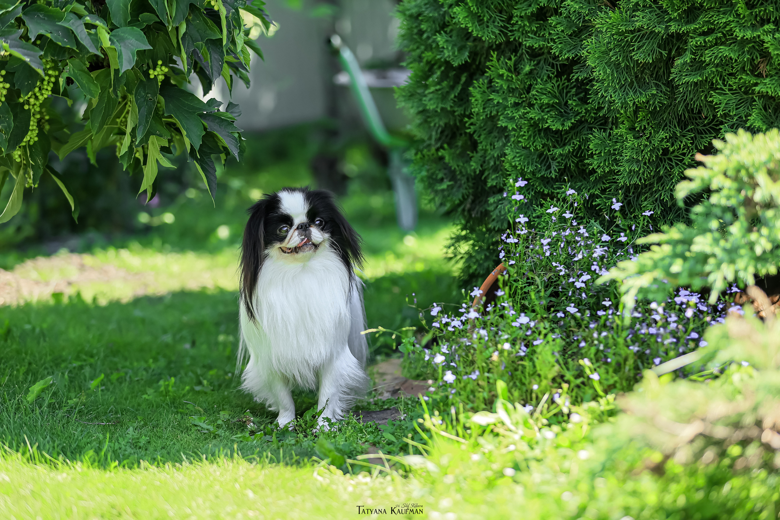 Японский хин, фотография японский хин, собака в цветах, красивая собака, фотограф анималист, фотокурс Анималистика, научиться фотографировать собак, фотограф Новосибирск