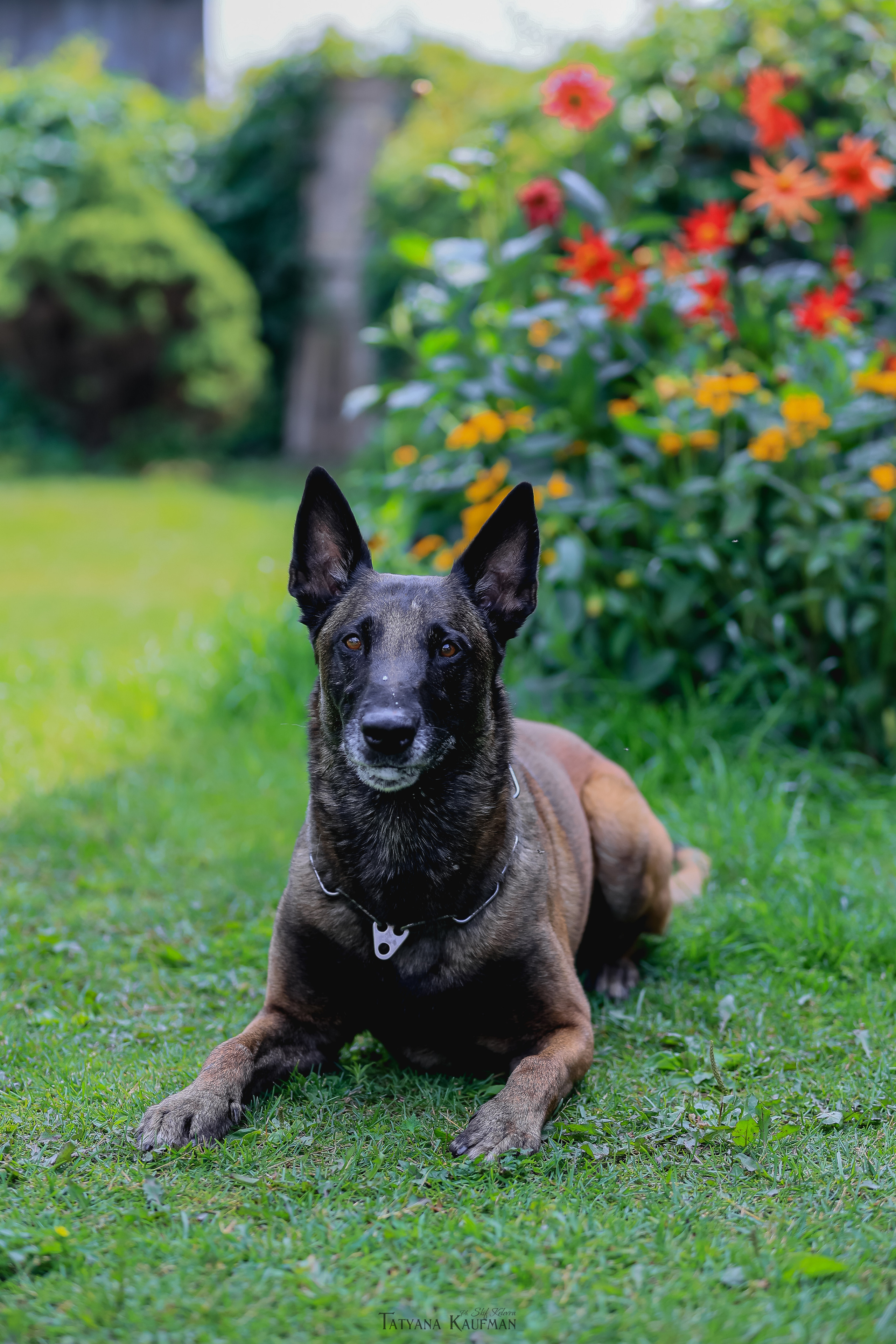 Фотосессия Малинуа. Фотограф Анималист из Новосибирска Татьяна Кауфман