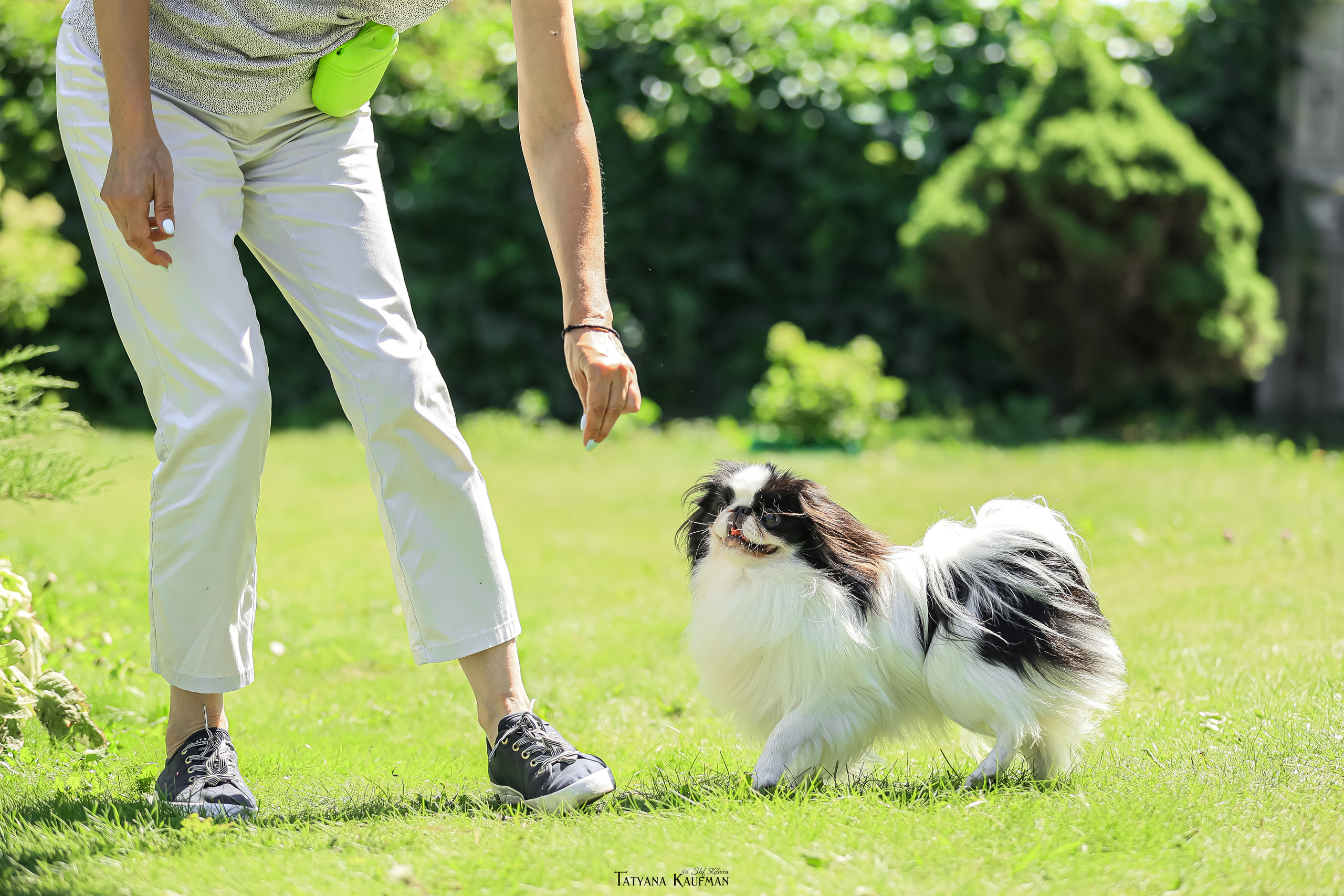 Японский хин, фотография японский хин, собака в цветах, красивая собака, фотограф анималист, фотокурс Анималистика, научиться фотографировать собак, фотограф Новосибирск