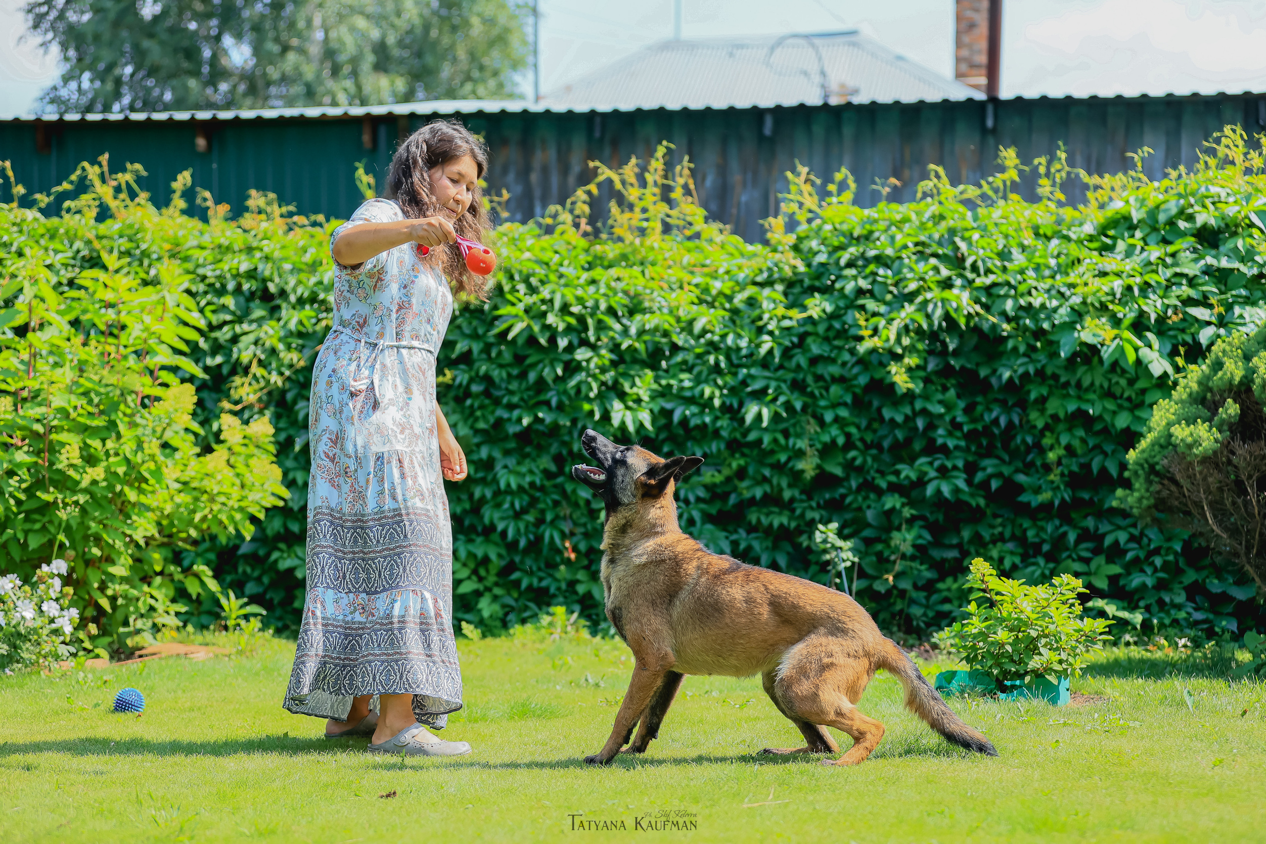 Фотосессия Малинуа. Фотограф Анималист из Новосибирска Татьяна Кауфман