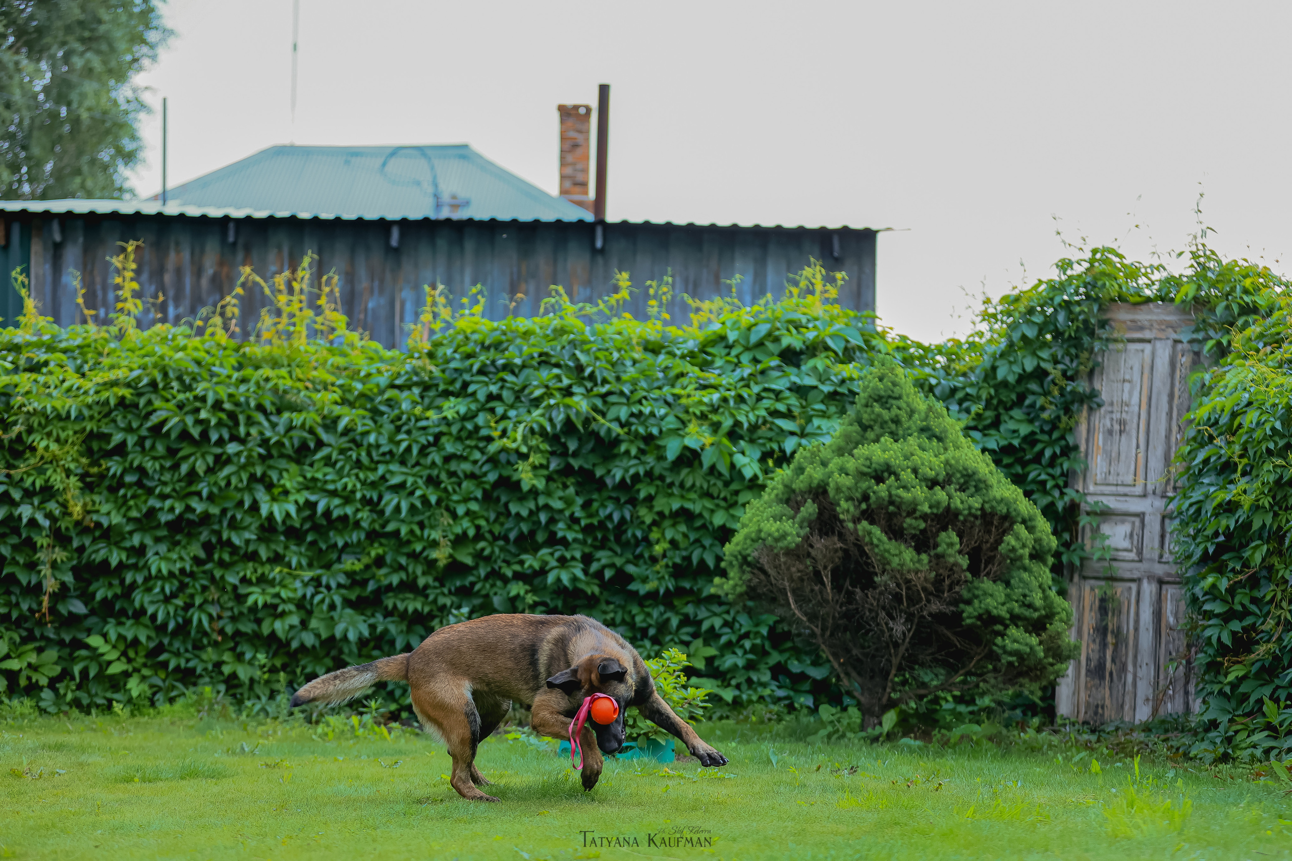 Фотосессия Малинуа. Фотограф Анималист из Новосибирска Татьяна Кауфман