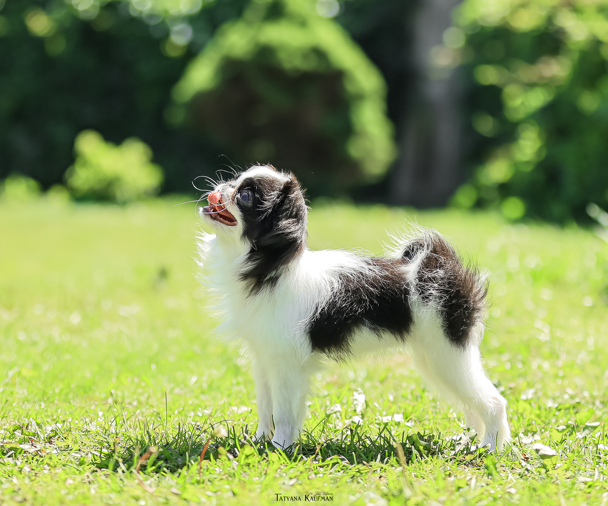 Японский хин, фотография японский хин, собака в цветах, красивая собака, фотограф анималист, фотокурс Анималистика, научиться фотографировать собак, фотограф Новосибирск