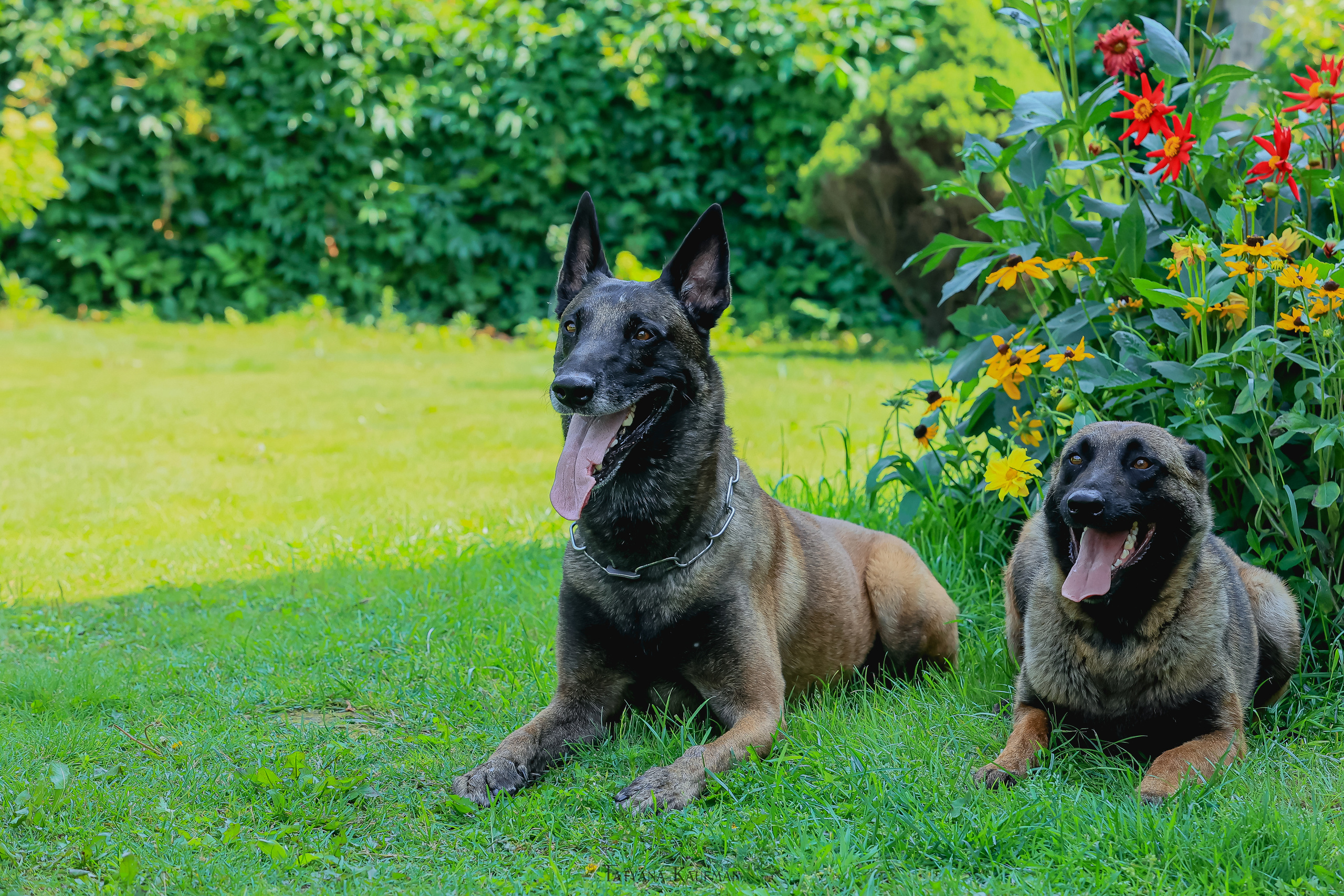 Фотосессия Малинуа. Фотограф Анималист из Новосибирска Татьяна Кауфман