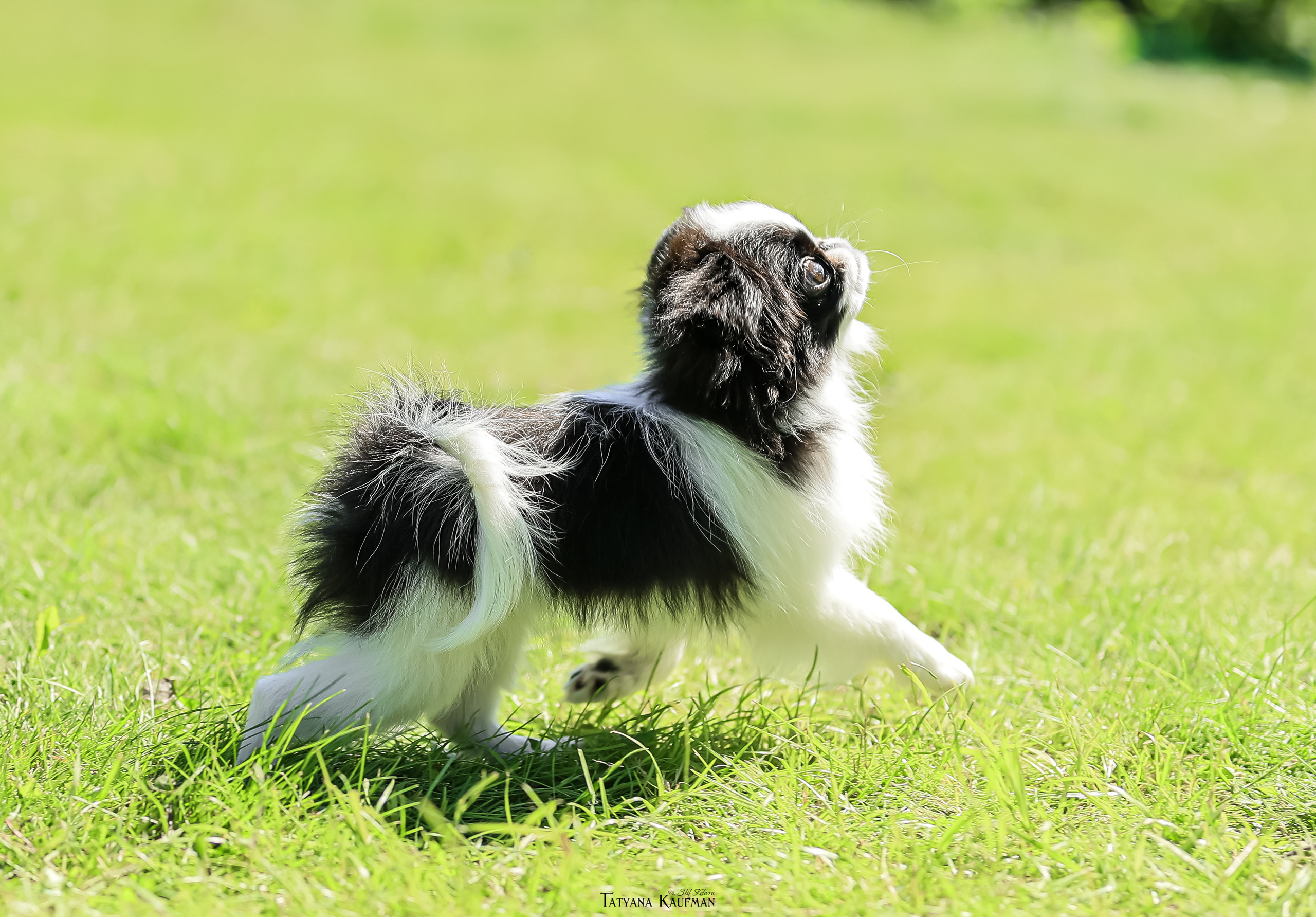 Японский хин, фотография японский хин, собака в цветах, красивая собака, фотограф анималист, фотокурс Анималистика, научиться фотографировать собак, фотограф Новосибирск