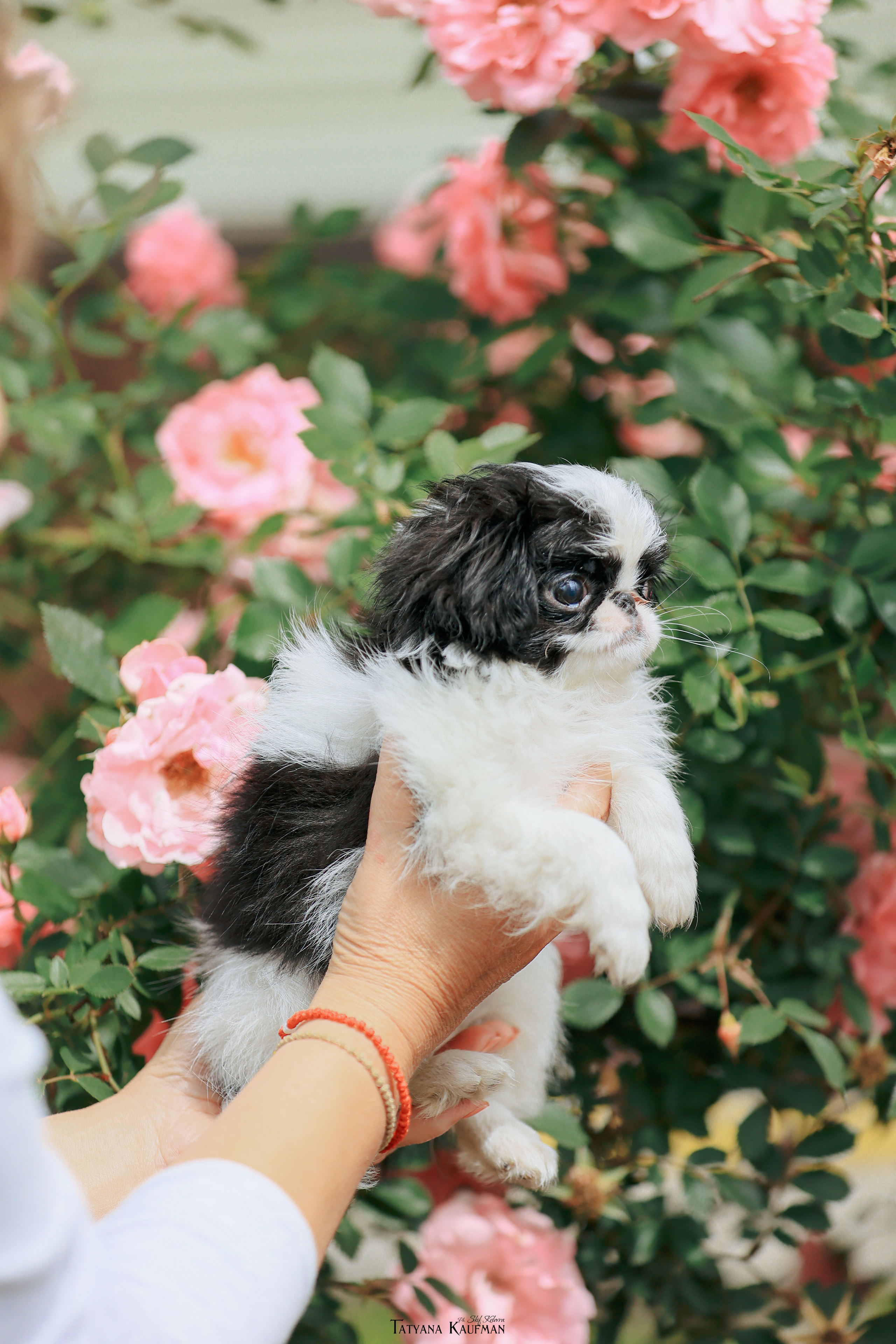 Фотосъемка японских хинов. Фотограф Анималист из Новосибирска Татьяна Кауфман