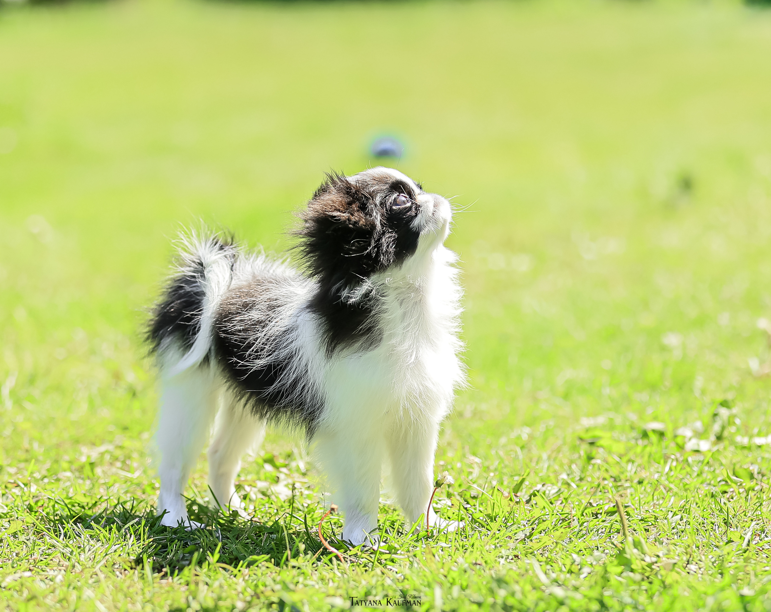 Японский хин, фотография японский хин, собака в цветах, красивая собака, фотограф анималист, фотокурс Анималистика, научиться фотографировать собак, фотограф Новосибирск
