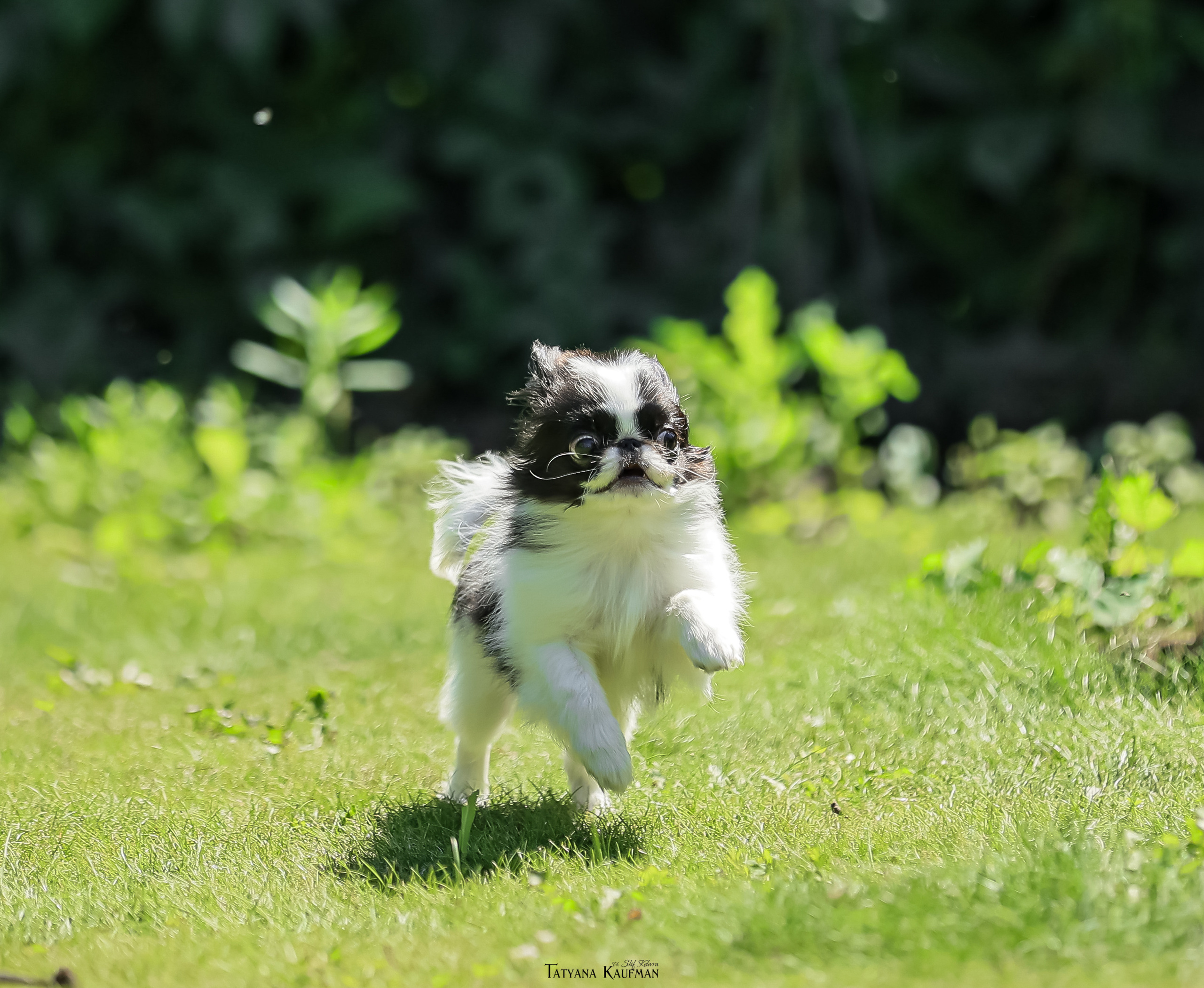 Японский хин, фотография японский хин, собака в цветах, красивая собака, фотограф анималист, фотокурс Анималистика, научиться фотографировать собак, фотограф Новосибирск