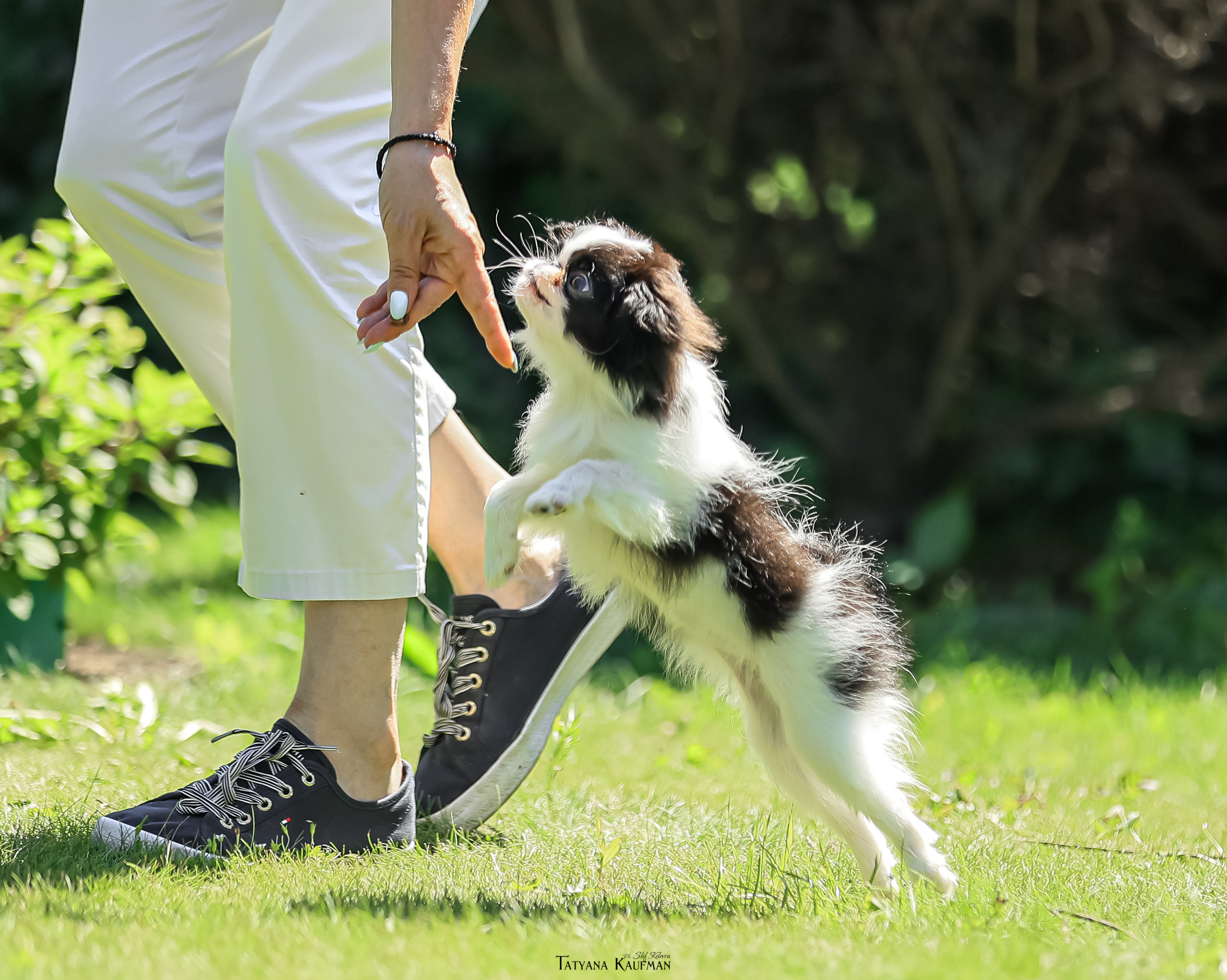 Японский хин, фотография японский хин, собака в цветах, красивая собака, фотограф анималист, фотокурс Анималистика, научиться фотографировать собак, фотограф Новосибирск