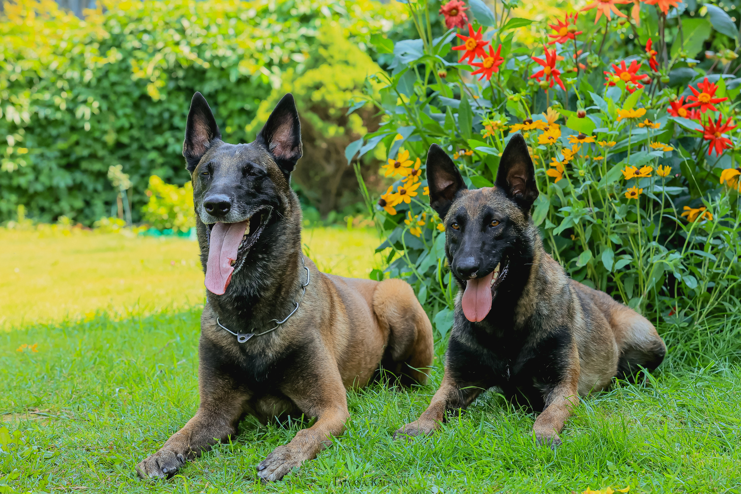 Фотосессия Малинуа. Фотограф Анималист из Новосибирска Татьяна Кауфман