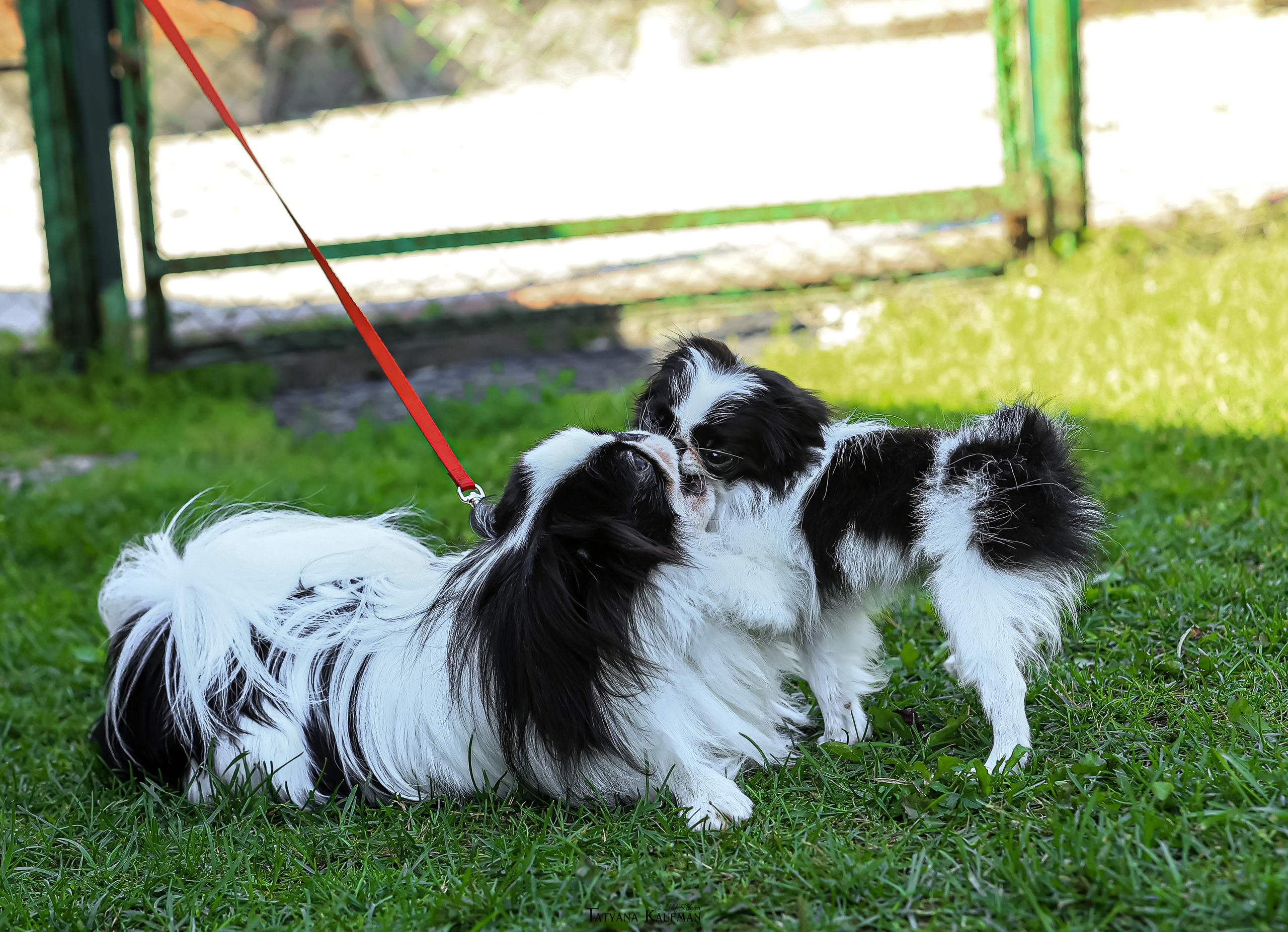 Японский хин, фотография японский хин, собака в цветах, красивая собака, фотограф анималист, фотокурс Анималистика, научиться фотографировать собак, фотограф Новосибирск