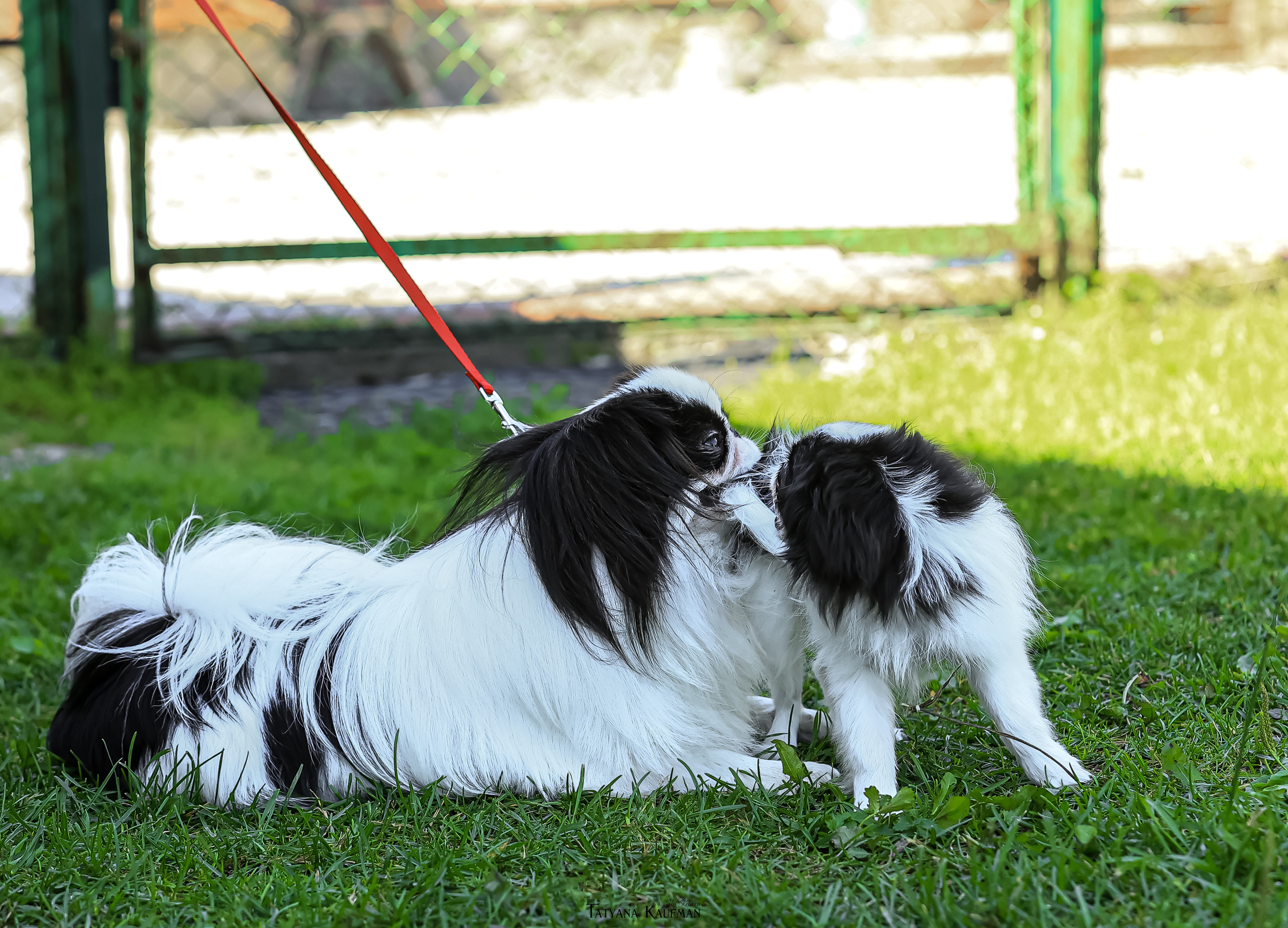 Японский хин, фотография японский хин, собака в цветах, красивая собака, фотограф анималист, фотокурс Анималистика, научиться фотографировать собак, фотограф Новосибирск