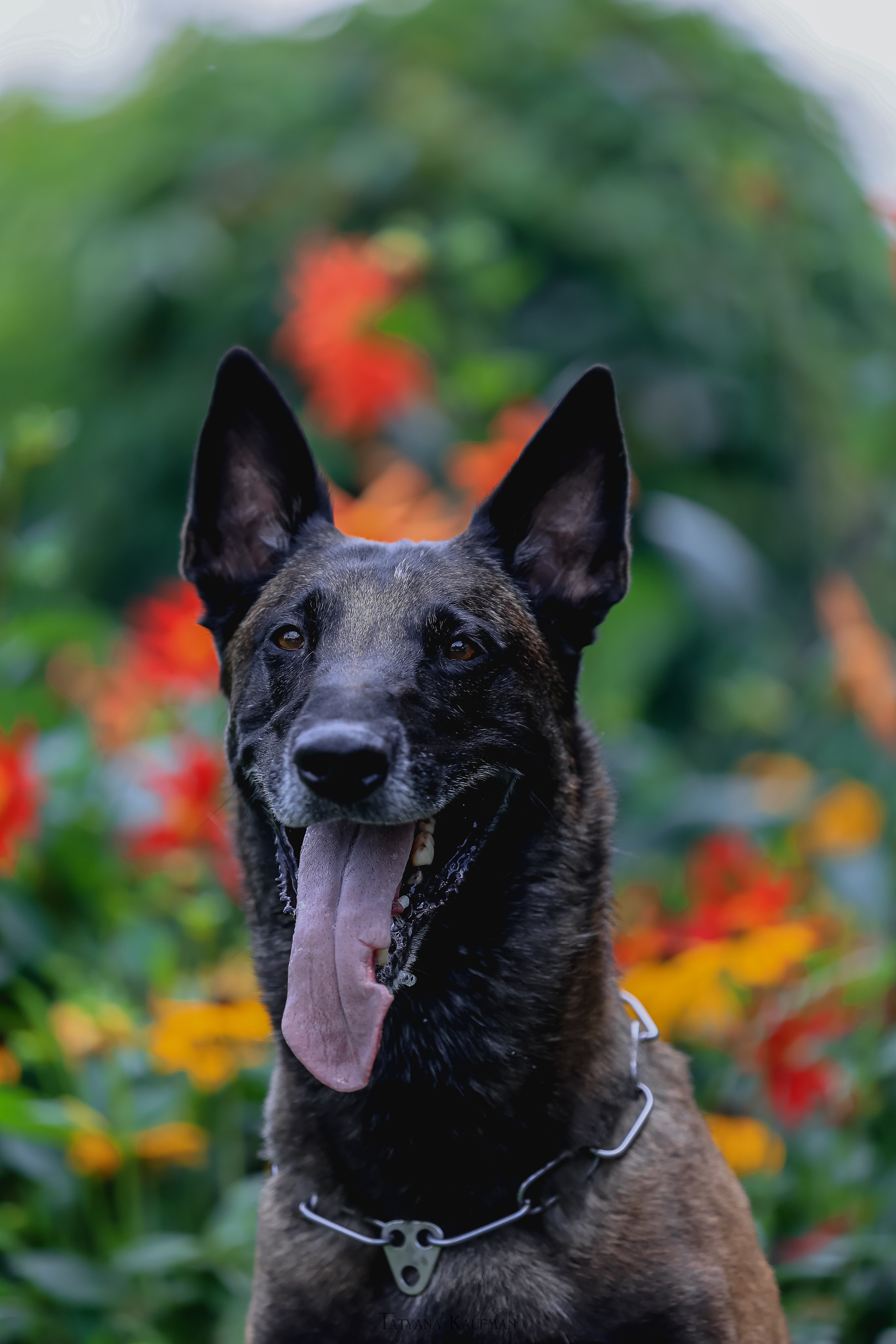 Фотосессия Малинуа. Фотограф Анималист из Новосибирска Татьяна Кауфман