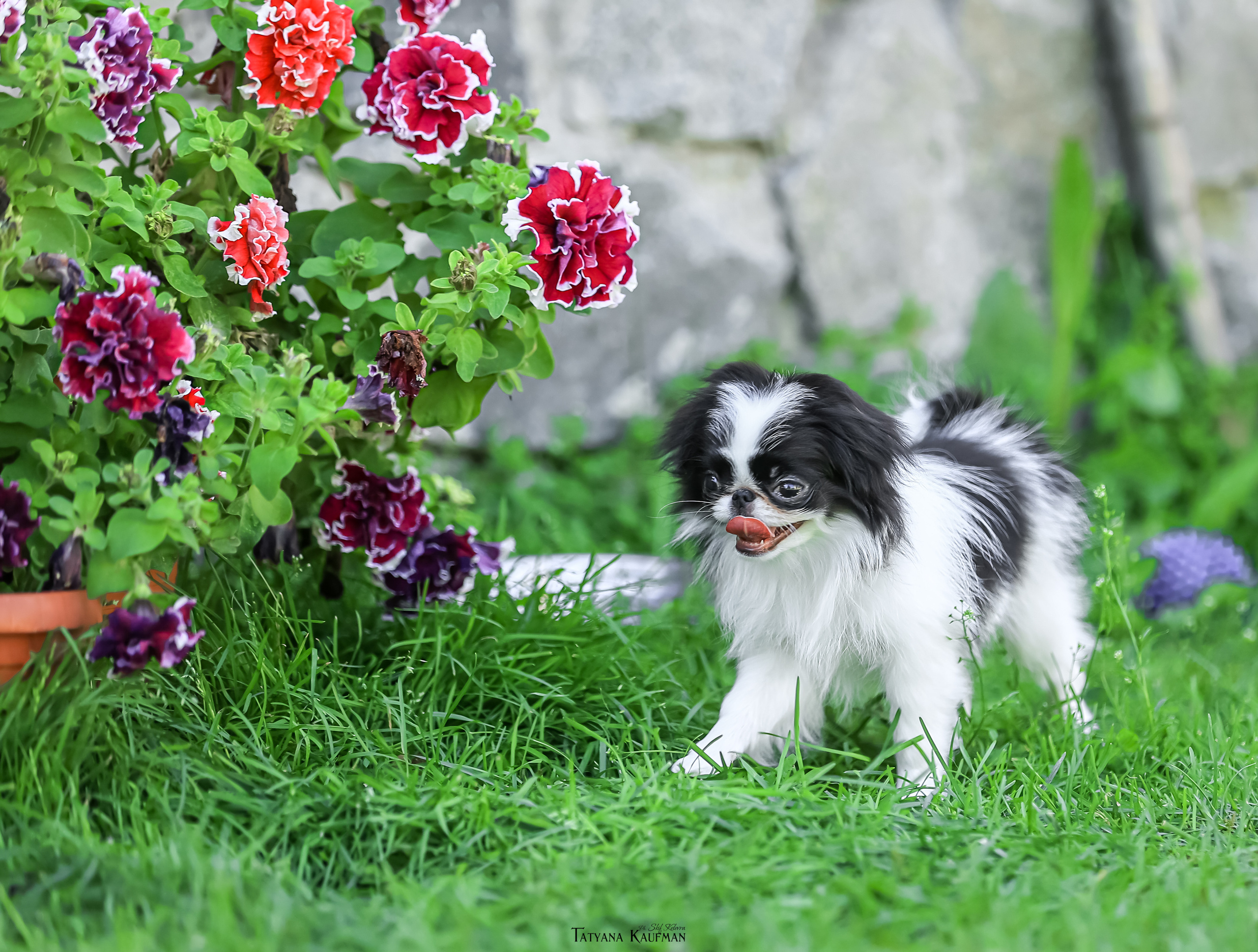 Японский хин, фотография японский хин, собака в цветах, красивая собака, фотограф анималист, фотокурс Анималистика, научиться фотографировать собак, фотограф Новосибирск