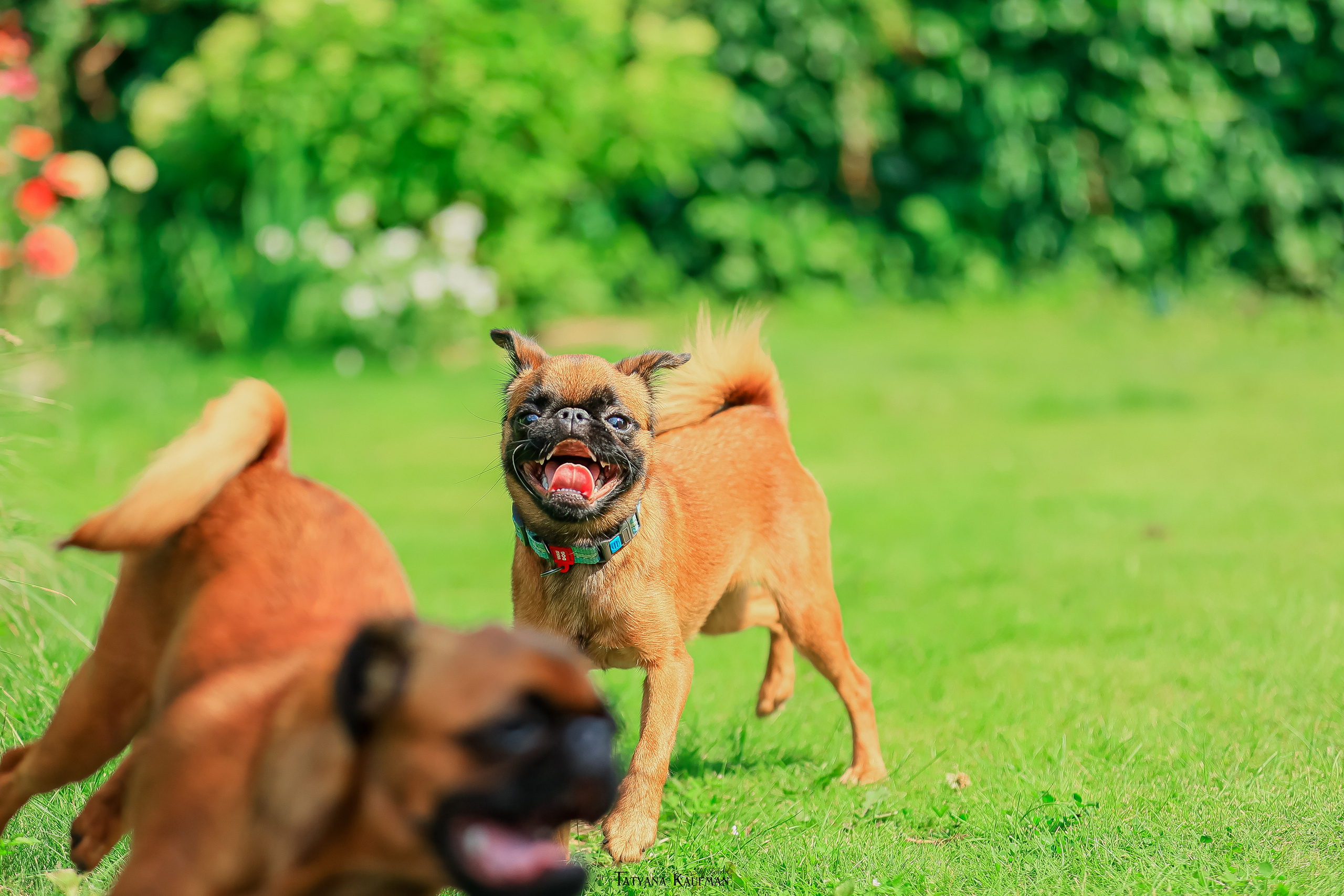 Малый брабансон, фотография брабансон, красивая собака, фотограф анималист, фотокурс Анималистика, научиться фотографировать собак, фотограф Новосибирск