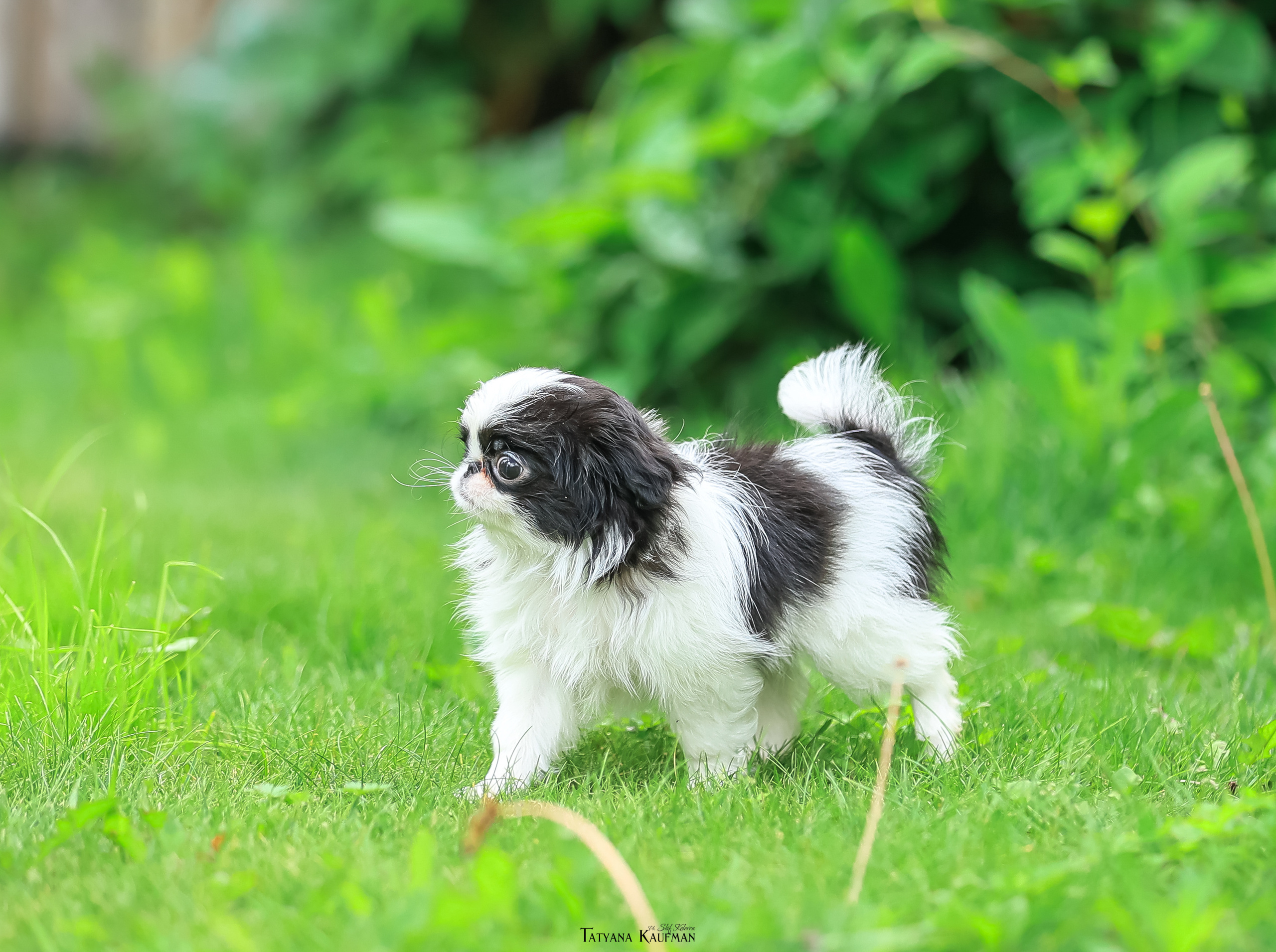 Фотосъемка японских хинов. Фотограф Анималист из Новосибирска Татьяна Кауфман
