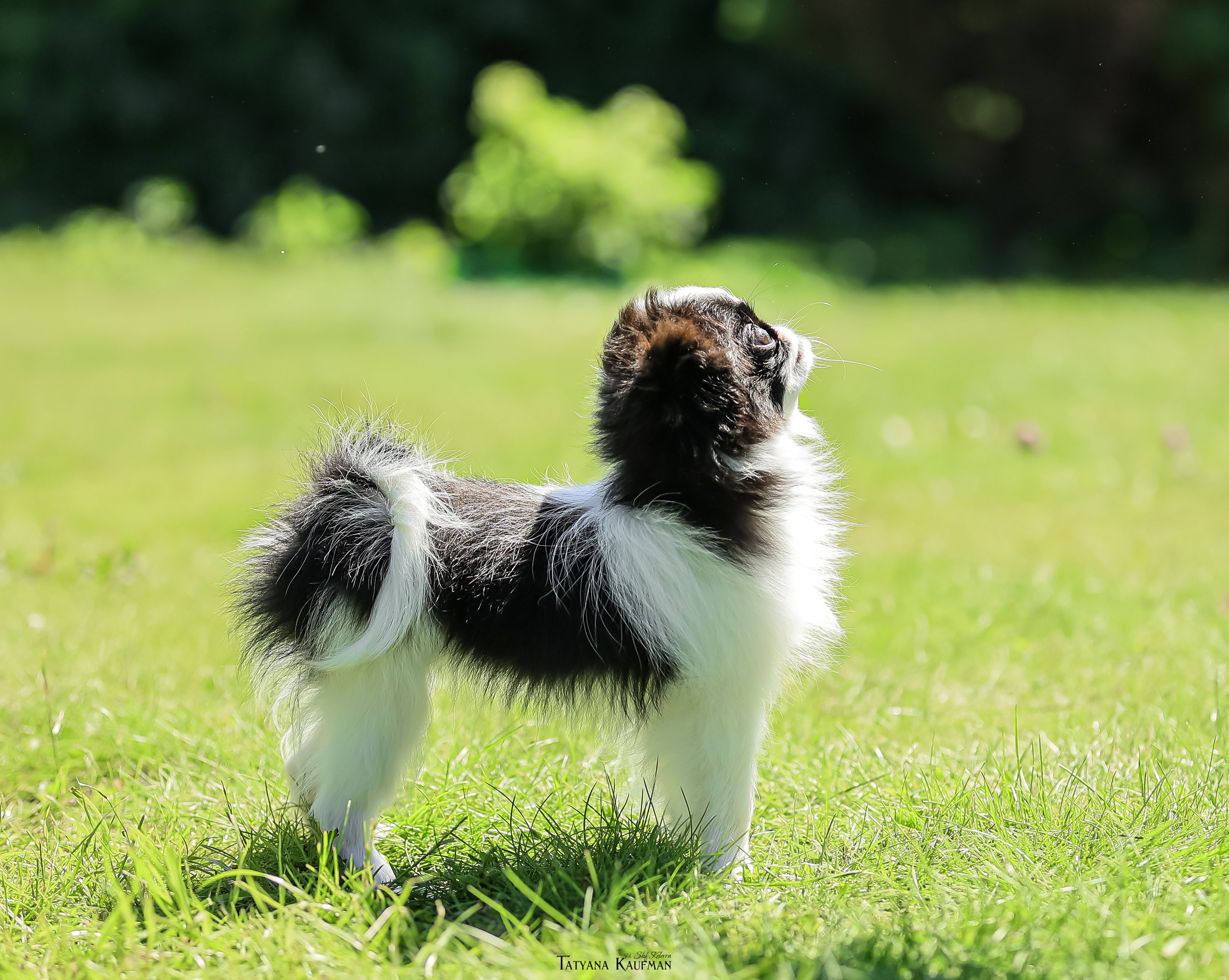 Японский хин, фотография японский хин, собака в цветах, красивая собака, фотограф анималист, фотокурс Анималистика, научиться фотографировать собак, фотограф Новосибирск
