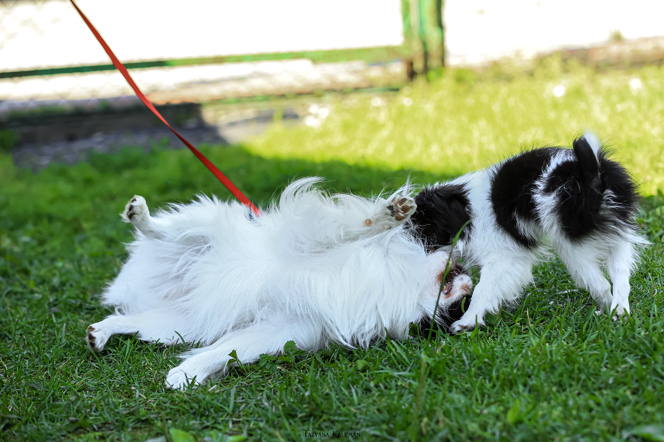 Японский хин, фотография японский хин, собака в цветах, красивая собака, фотограф анималист, фотокурс Анималистика, научиться фотографировать собак, фотограф Новосибирск