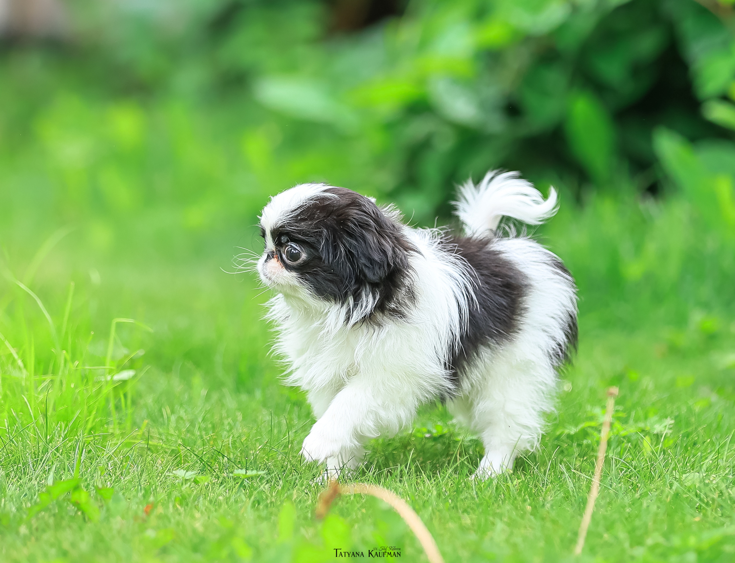 Фотосъемка японских хинов. Фотограф Анималист из Новосибирска Татьяна Кауфман