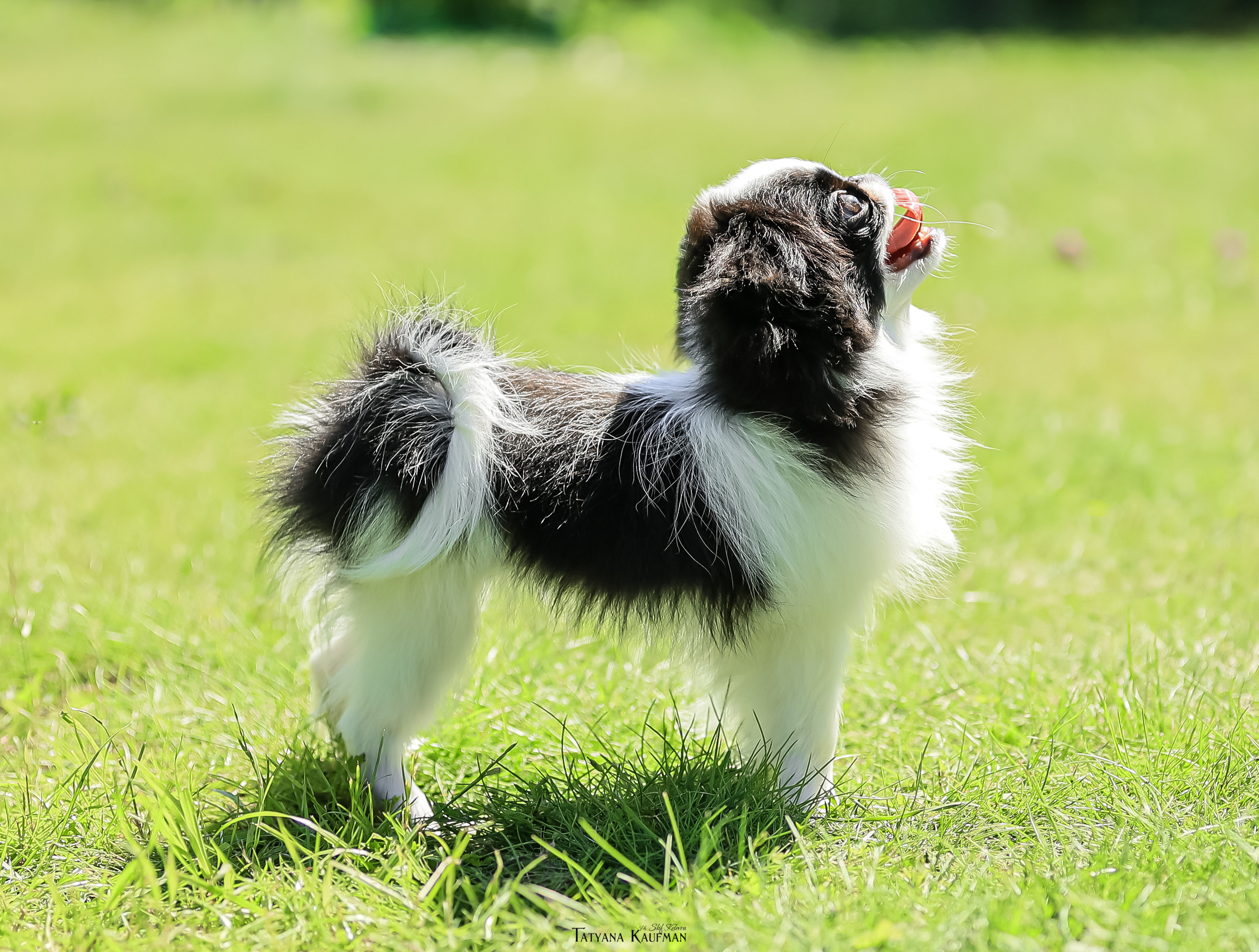 Японский хин, фотография японский хин, собака в цветах, красивая собака, фотограф анималист, фотокурс Анималистика, научиться фотографировать собак, фотограф Новосибирск