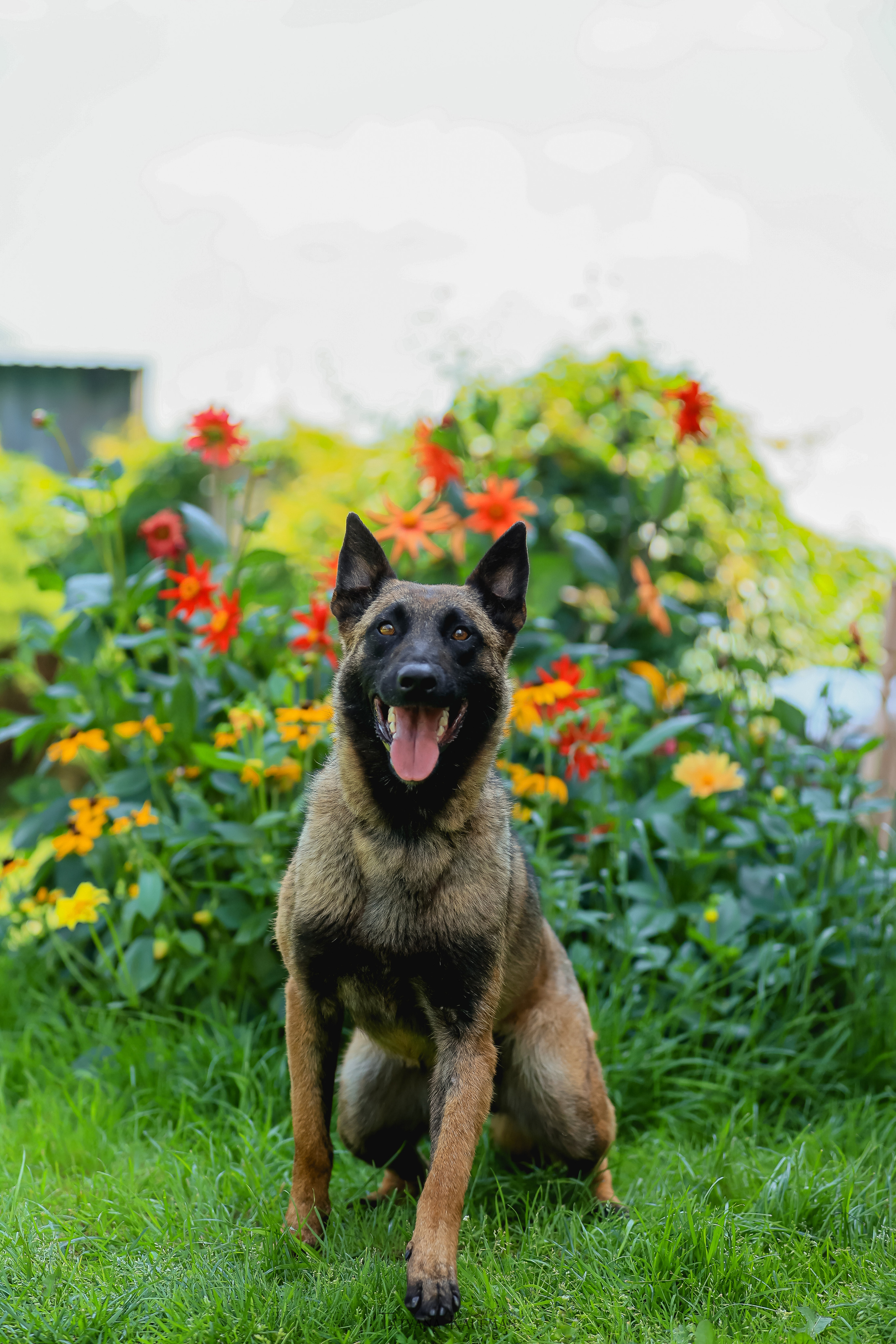 Фотосессия Малинуа. Фотограф Анималист из Новосибирска Татьяна Кауфман