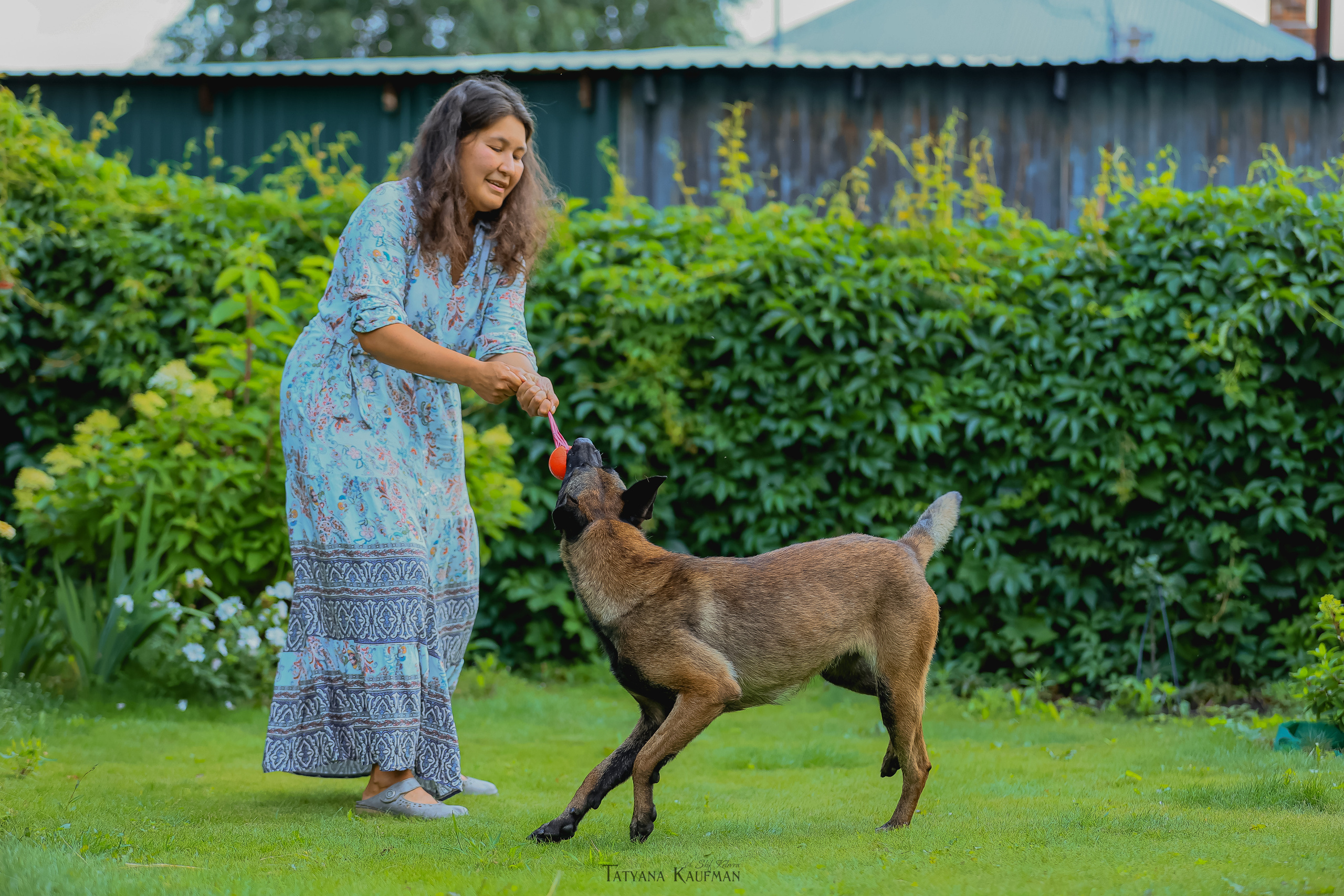 Фотосессия Малинуа. Фотограф Анималист из Новосибирска Татьяна Кауфман