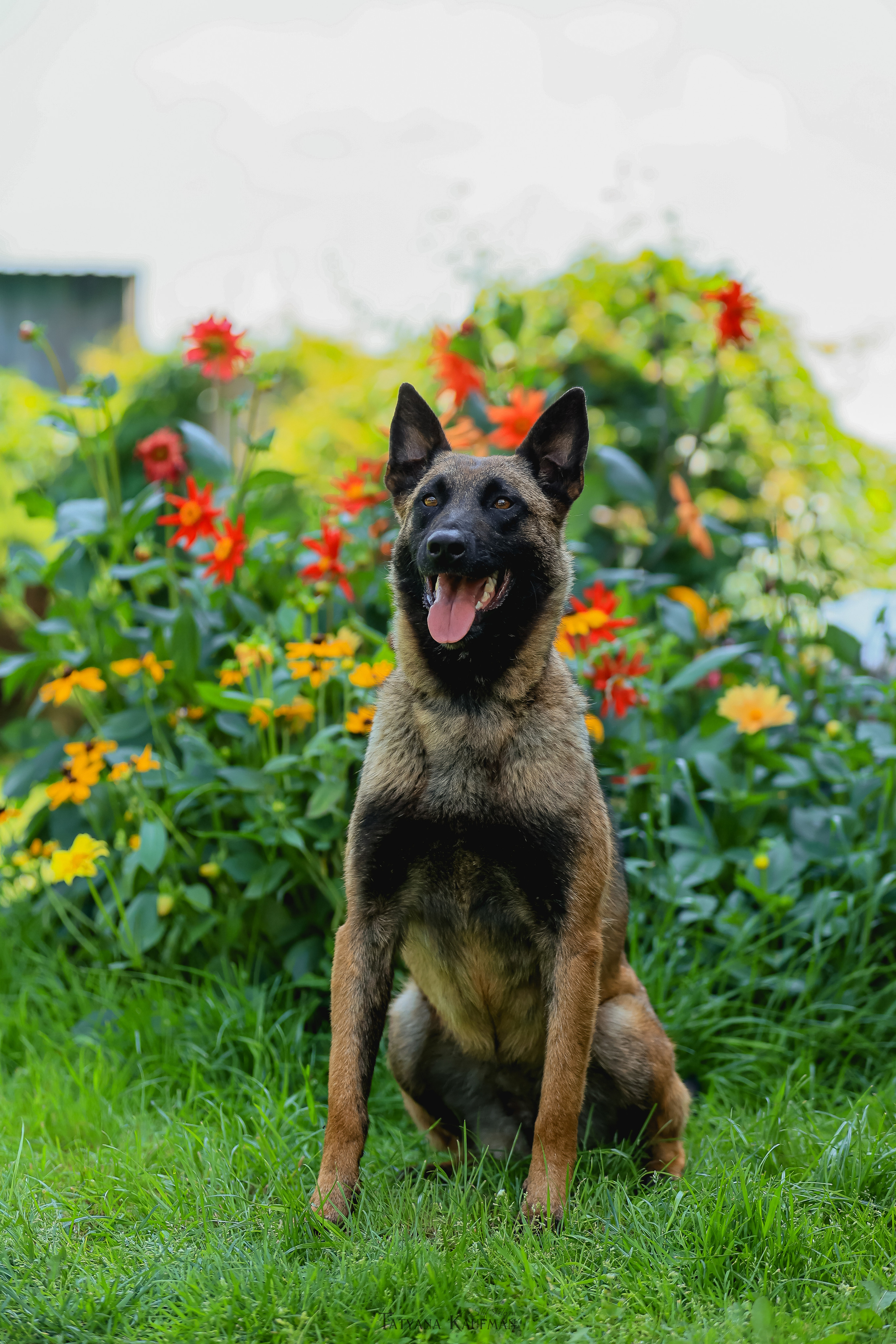 Фотосессия Малинуа. Фотограф Анималист из Новосибирска Татьяна Кауфман