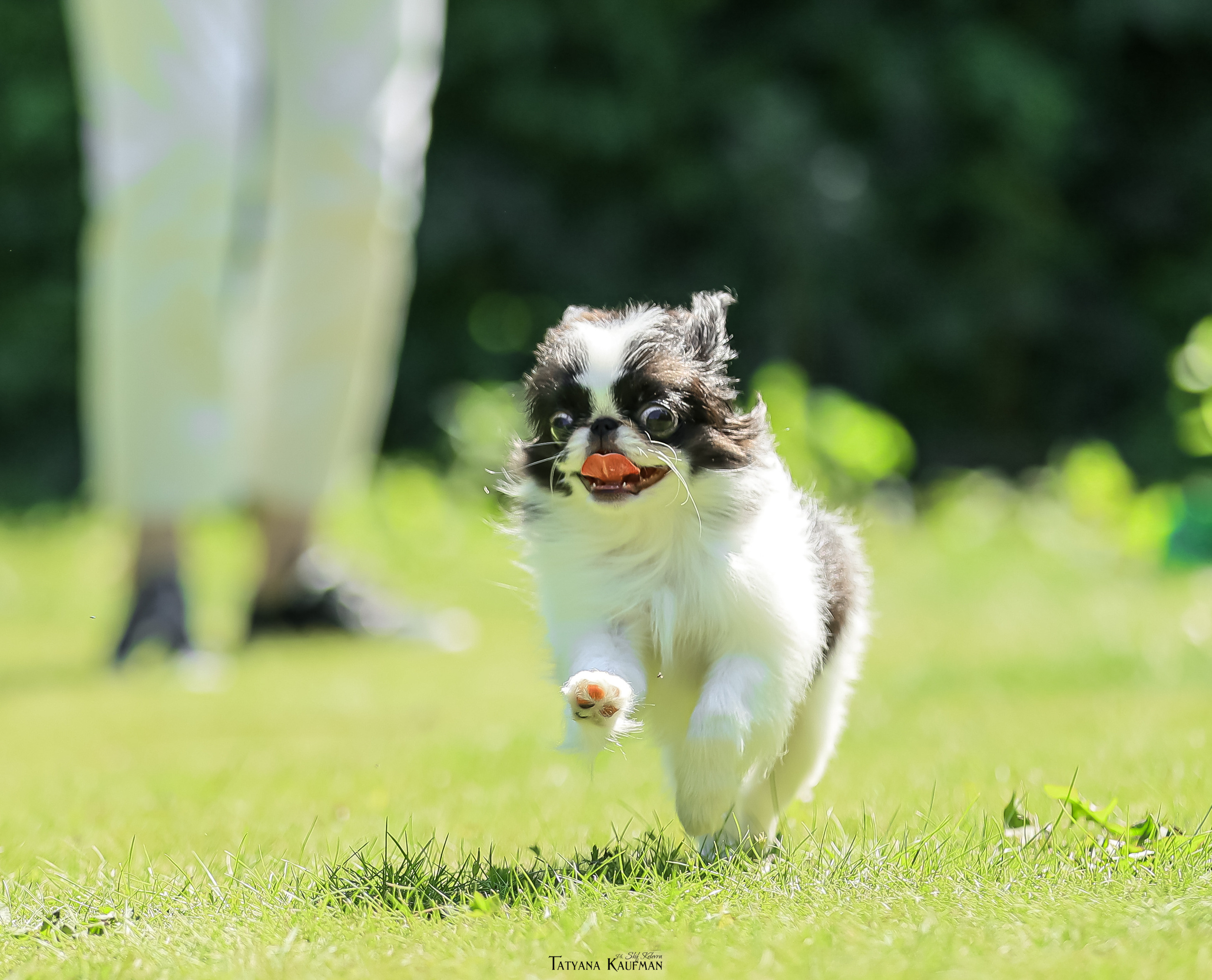Японский хин, фотография японский хин, собака в цветах, красивая собака, фотограф анималист, фотокурс Анималистика, научиться фотографировать собак, фотограф Новосибирск