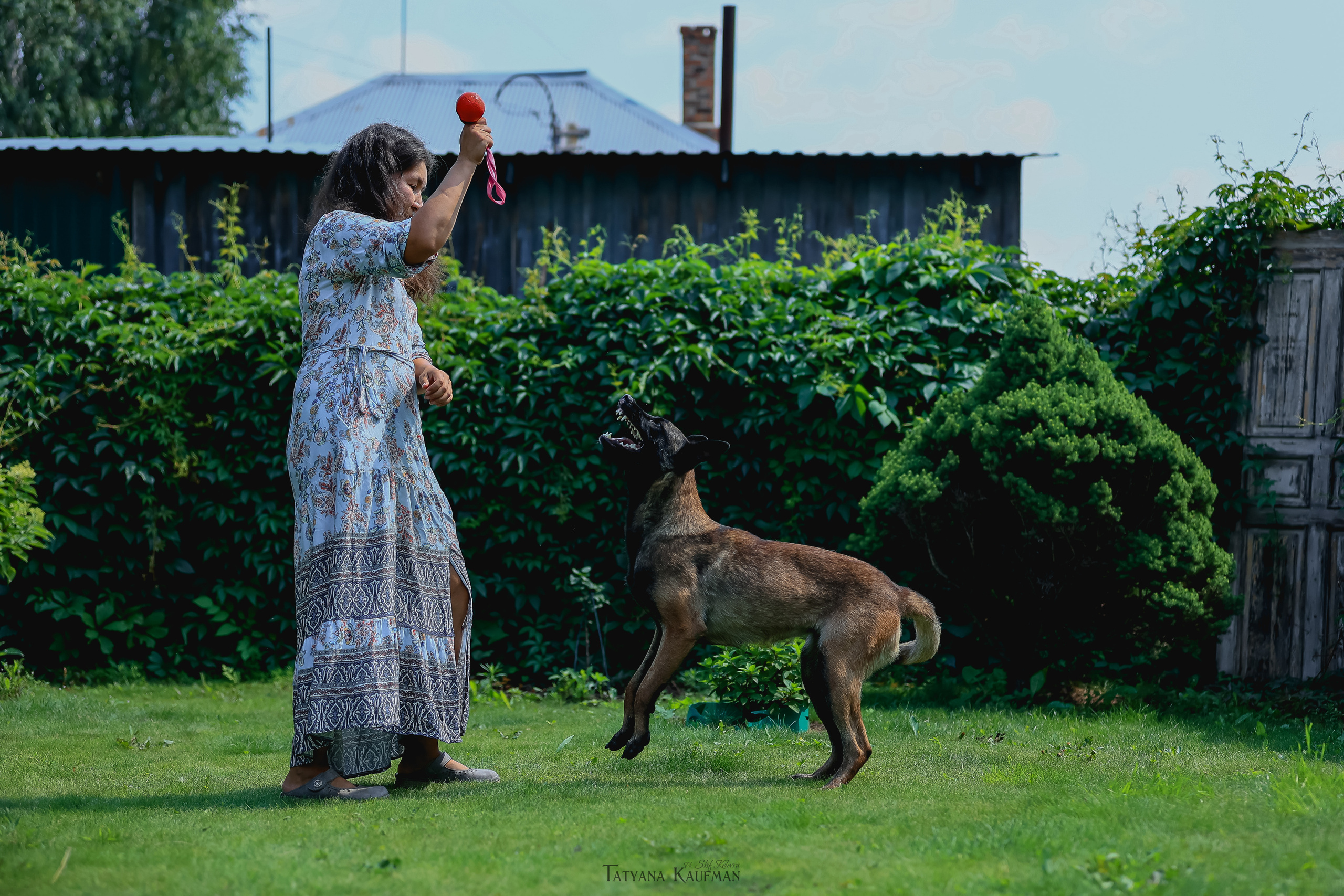 Фотосессия Малинуа. Фотограф Анималист из Новосибирска Татьяна Кауфман