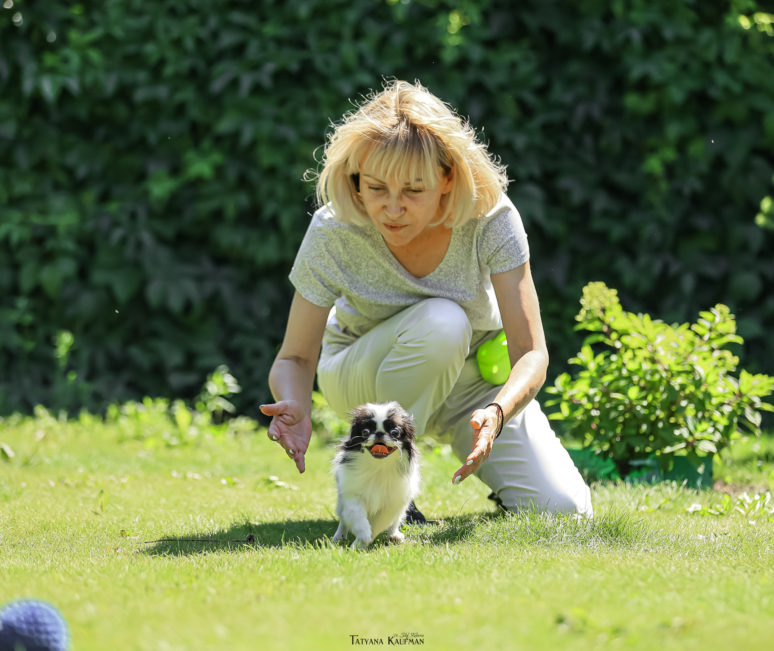 Японский хин, фотография японский хин, собака в цветах, красивая собака, фотограф анималист, фотокурс Анималистика, научиться фотографировать собак, фотограф Новосибирск