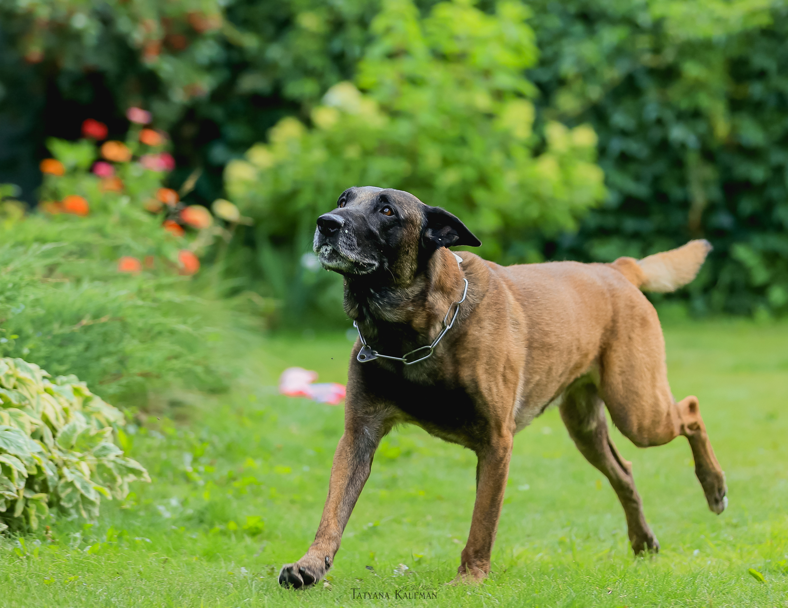 Фотосессия Малинуа. Фотограф Анималист из Новосибирска Татьяна Кауфман