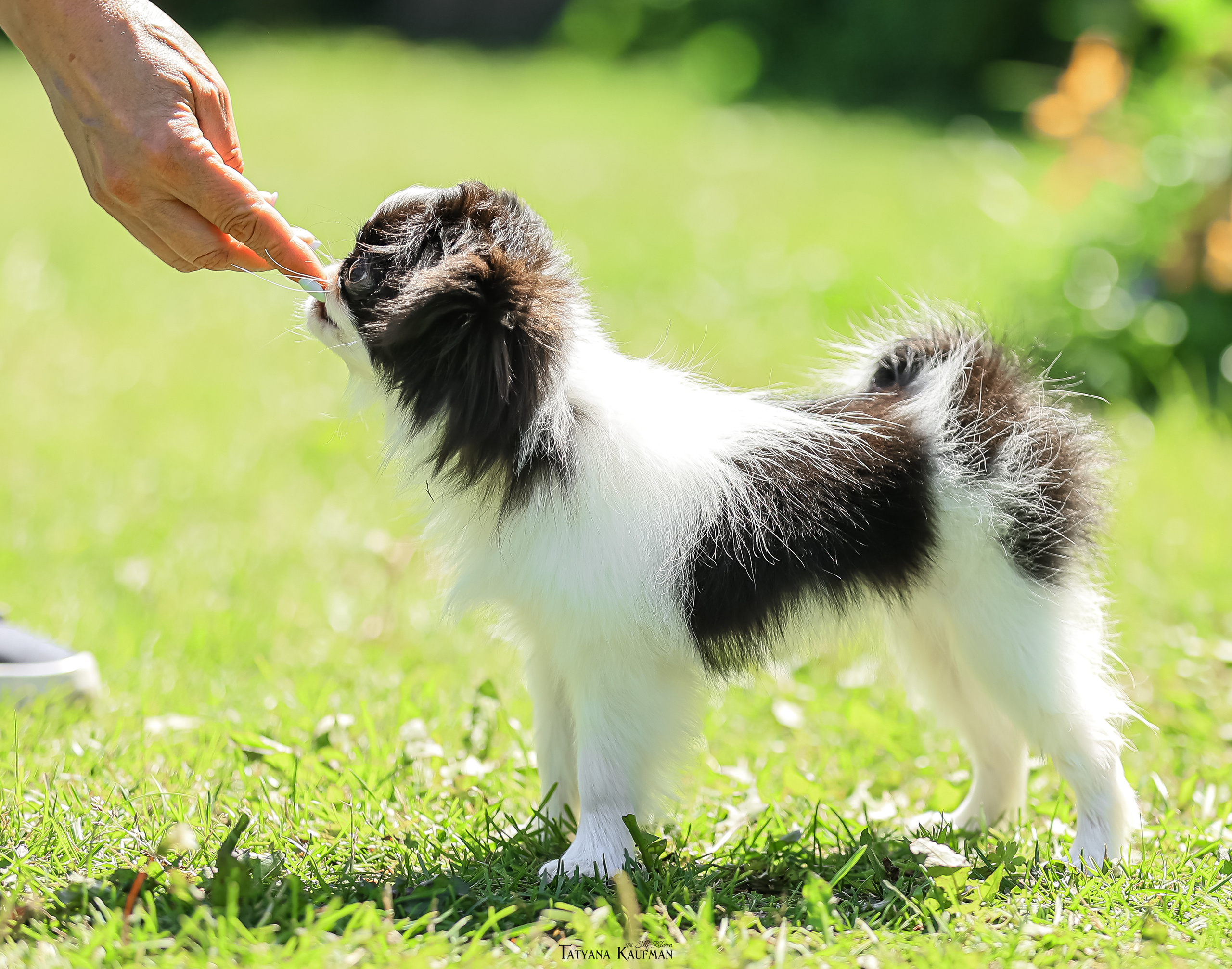 Японский хин, фотография японский хин, собака в цветах, красивая собака, фотограф анималист, фотокурс Анималистика, научиться фотографировать собак, фотограф Новосибирск