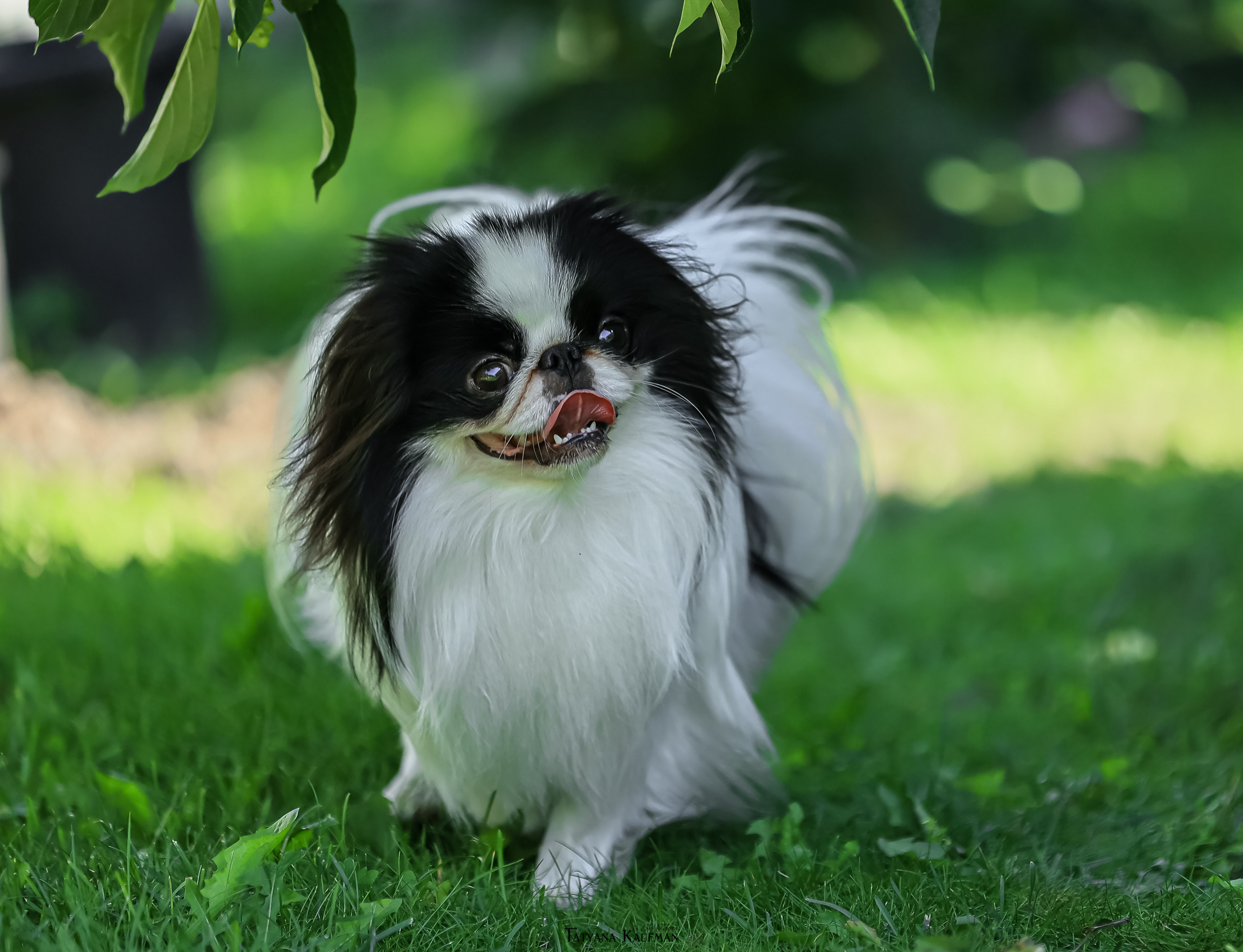 Японский хин, фотография японский хин, собака в цветах, красивая собака, фотограф анималист, фотокурс Анималистика, научиться фотографировать собак, фотограф Новосибирск