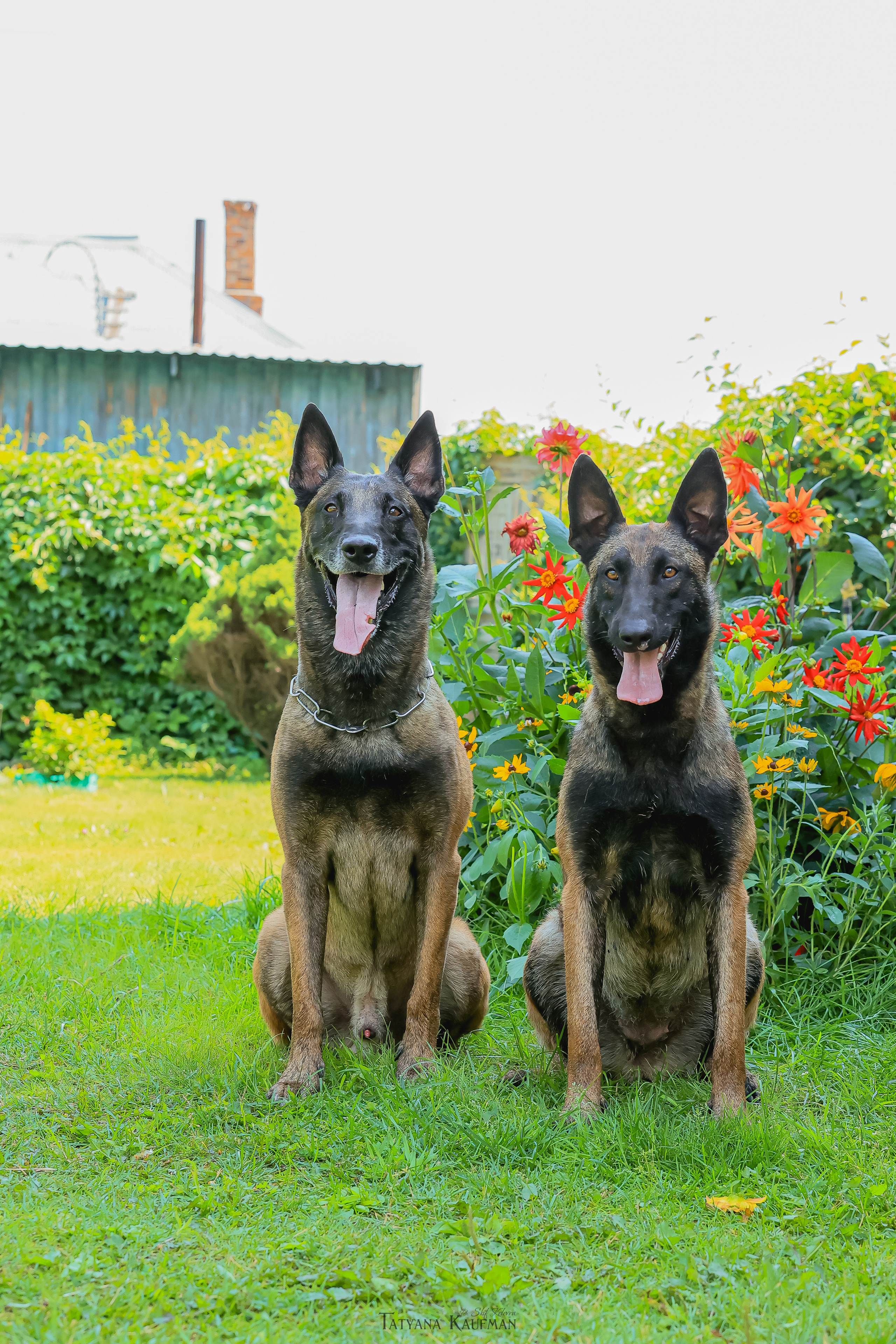 Фотосессия Малинуа. Фотограф Анималист из Новосибирска Татьяна Кауфман
