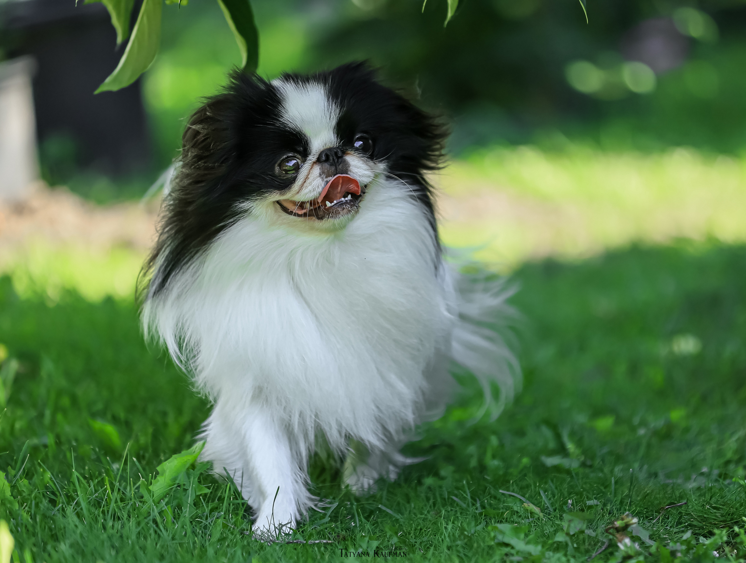 Японский хин, фотография японский хин, собака в цветах, красивая собака, фотограф анималист, фотокурс Анималистика, научиться фотографировать собак, фотограф Новосибирск